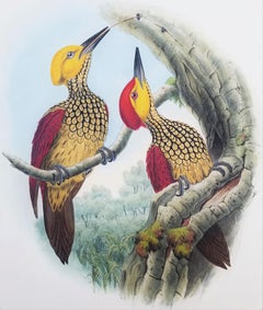 Chrysocolaptes Xanthocephalus (Yellow-faced flameback) /// John Gould Ornitholog