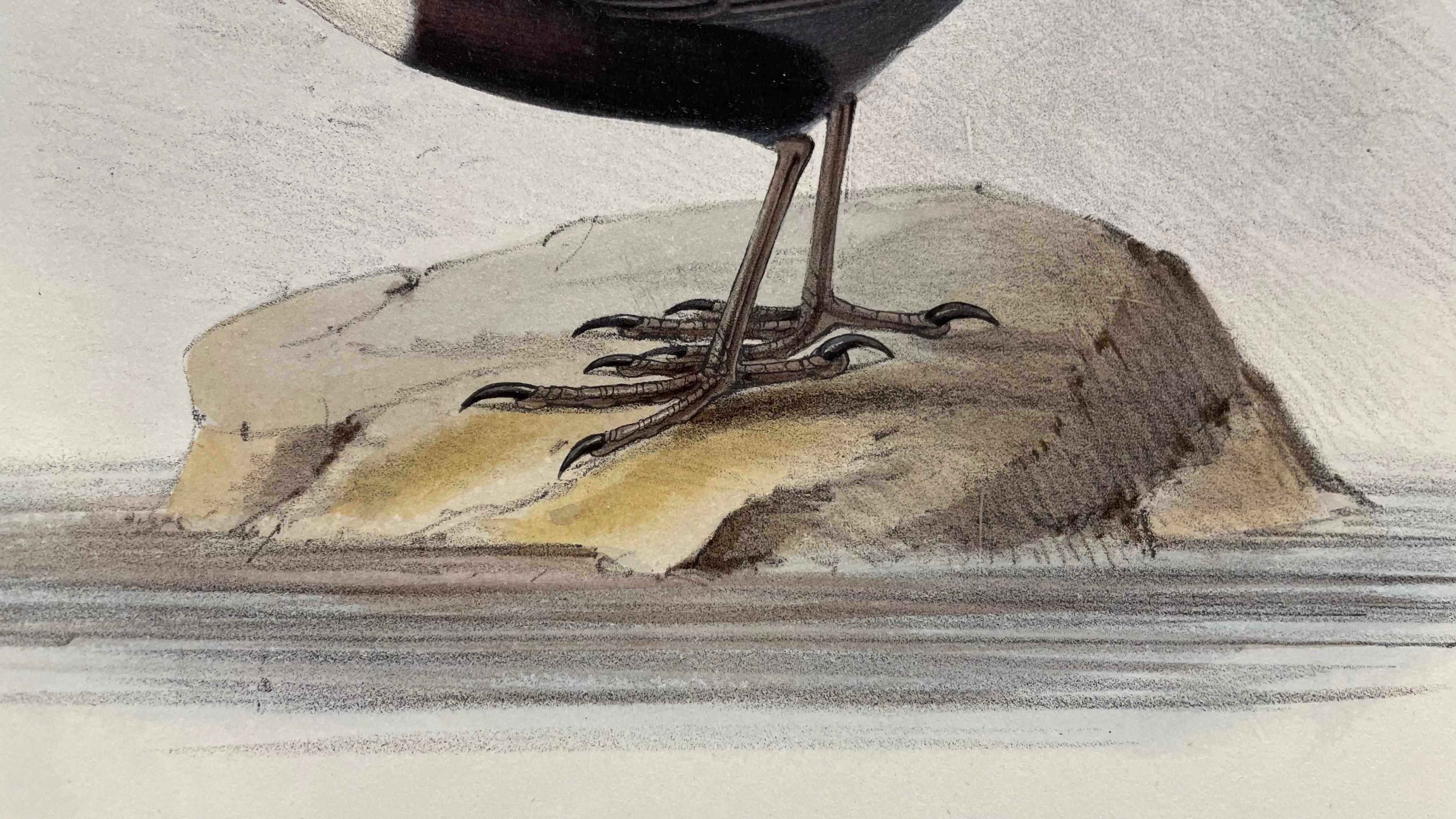 Fina y bien conservada litografía de tema ornitológico de John Gould en venta 1
