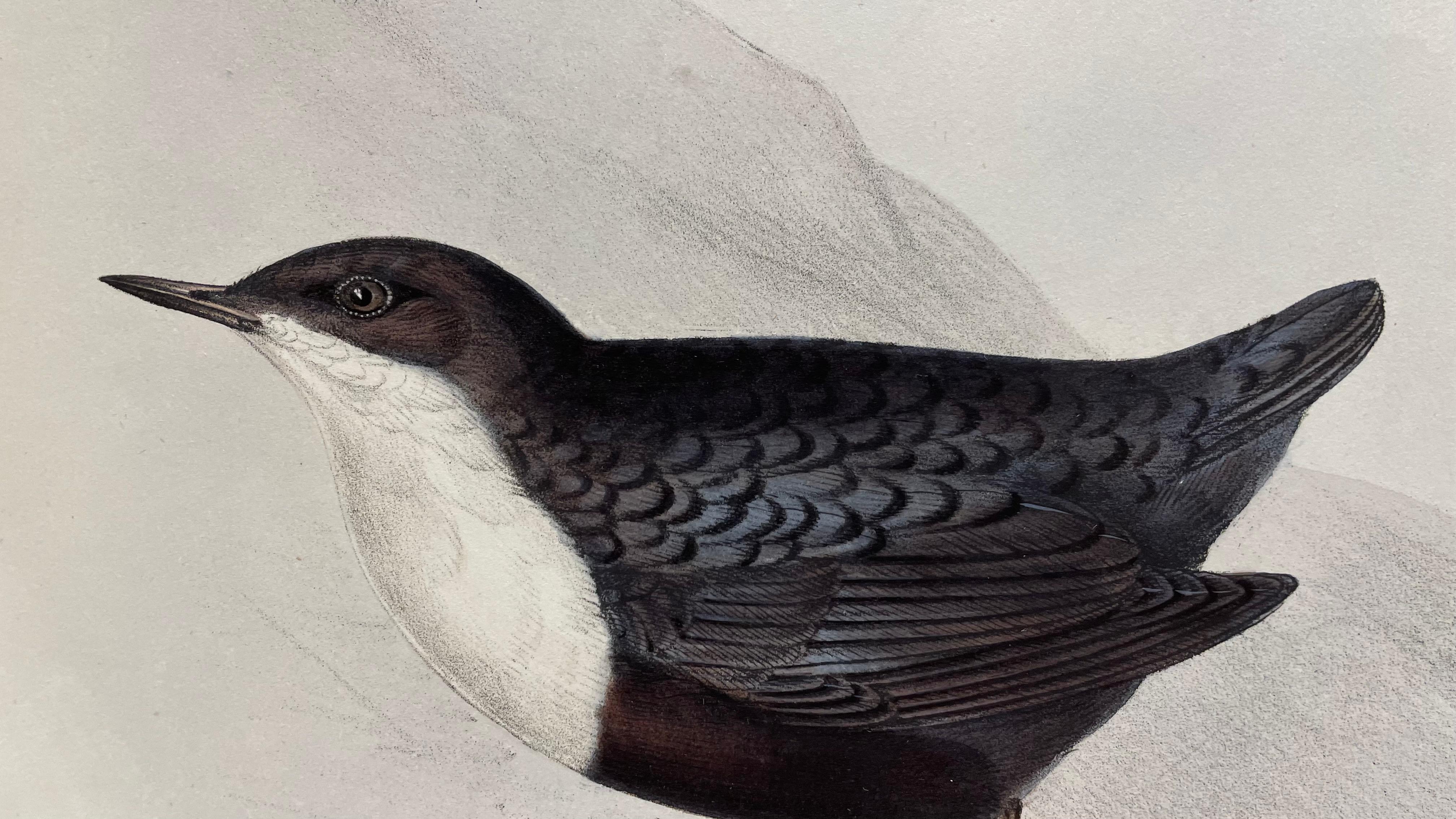 Fina y bien conservada litografía de tema ornitológico de John Gould en venta 2