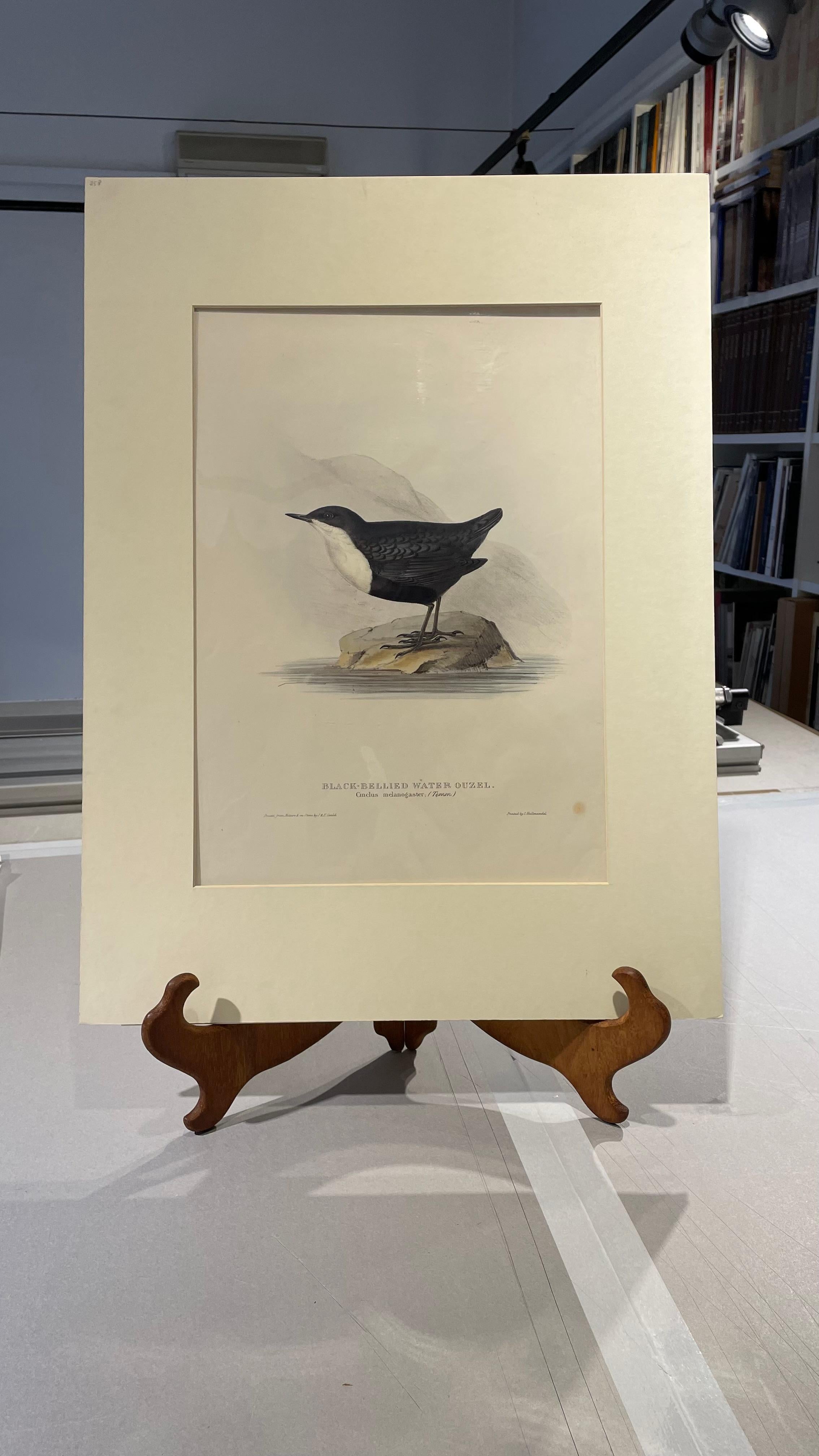 Fina y bien conservada litografía de tema ornitológico de John Gould en venta 3