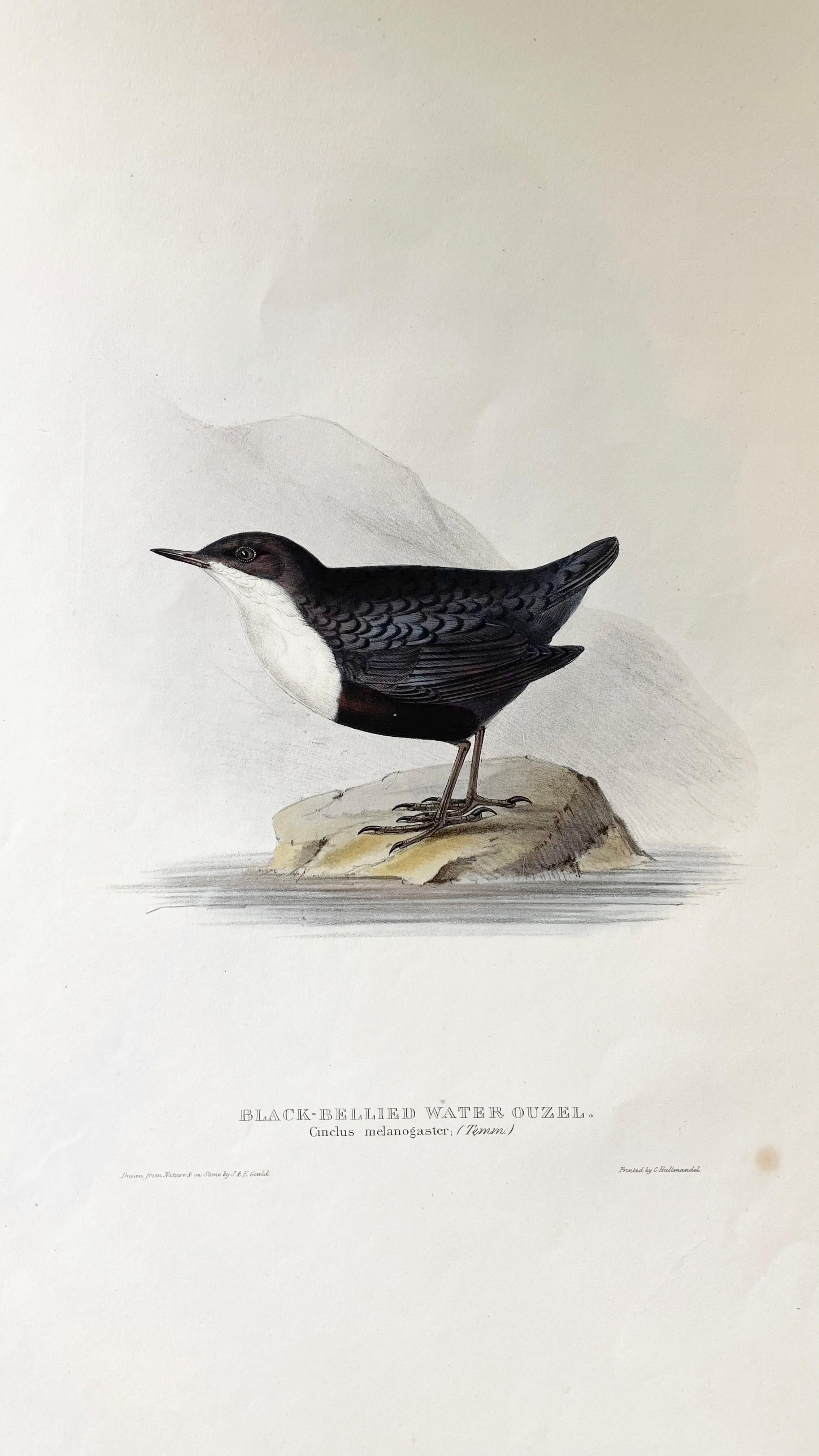 Feine und gut erhaltene Lithographie mit ornithologischem Thema von John Gould