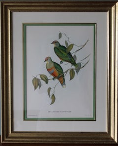 Framed John Gould bird lithograph 1950's