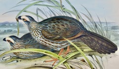 White Eye-browed Partridges: Hand-colored Folio-sized Bird Lithograph by Gould