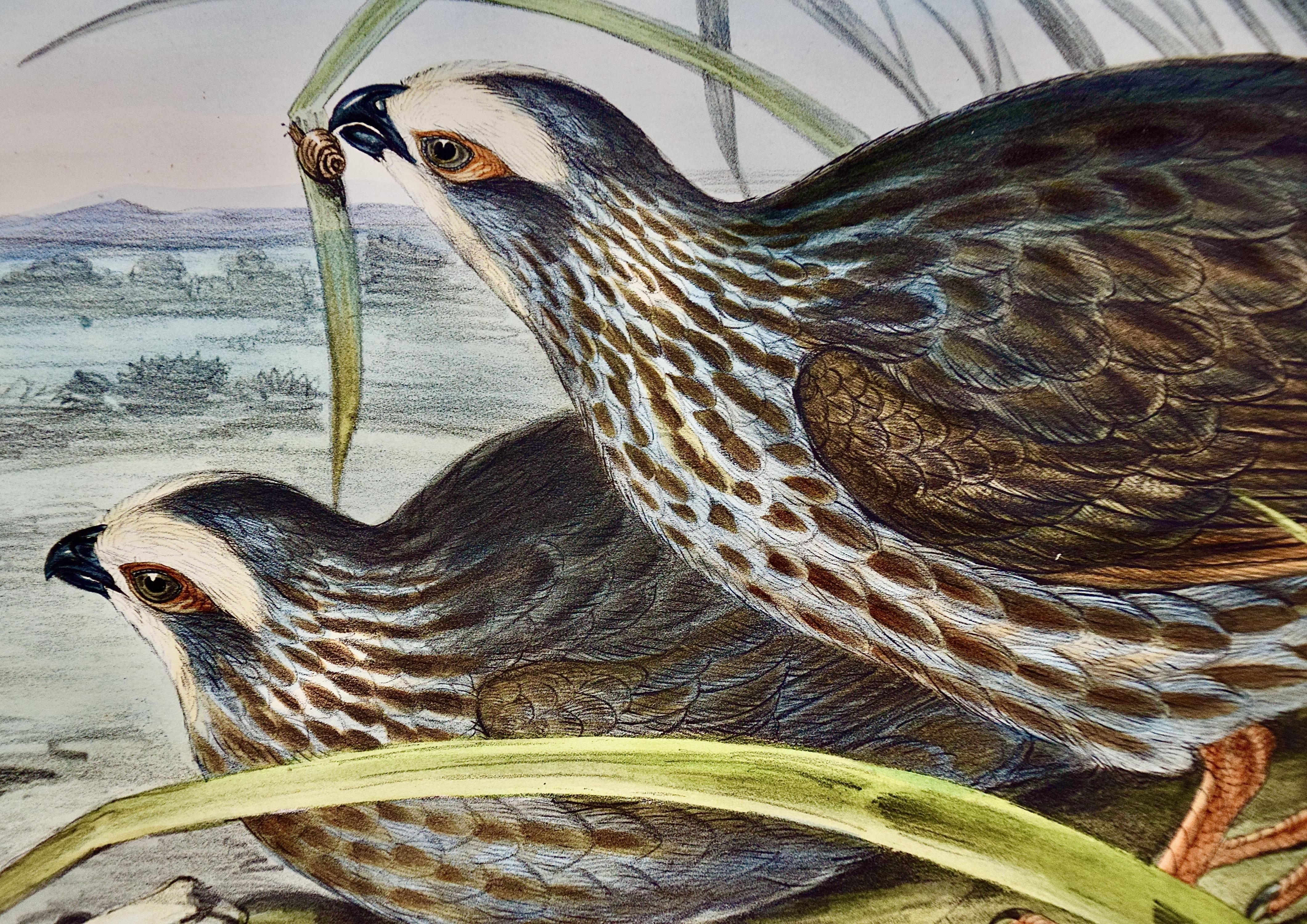 Partridges : Lithographie d'oiseaux de taille Folio colorée à la main par Gould  - Naturalisme Print par John Gould