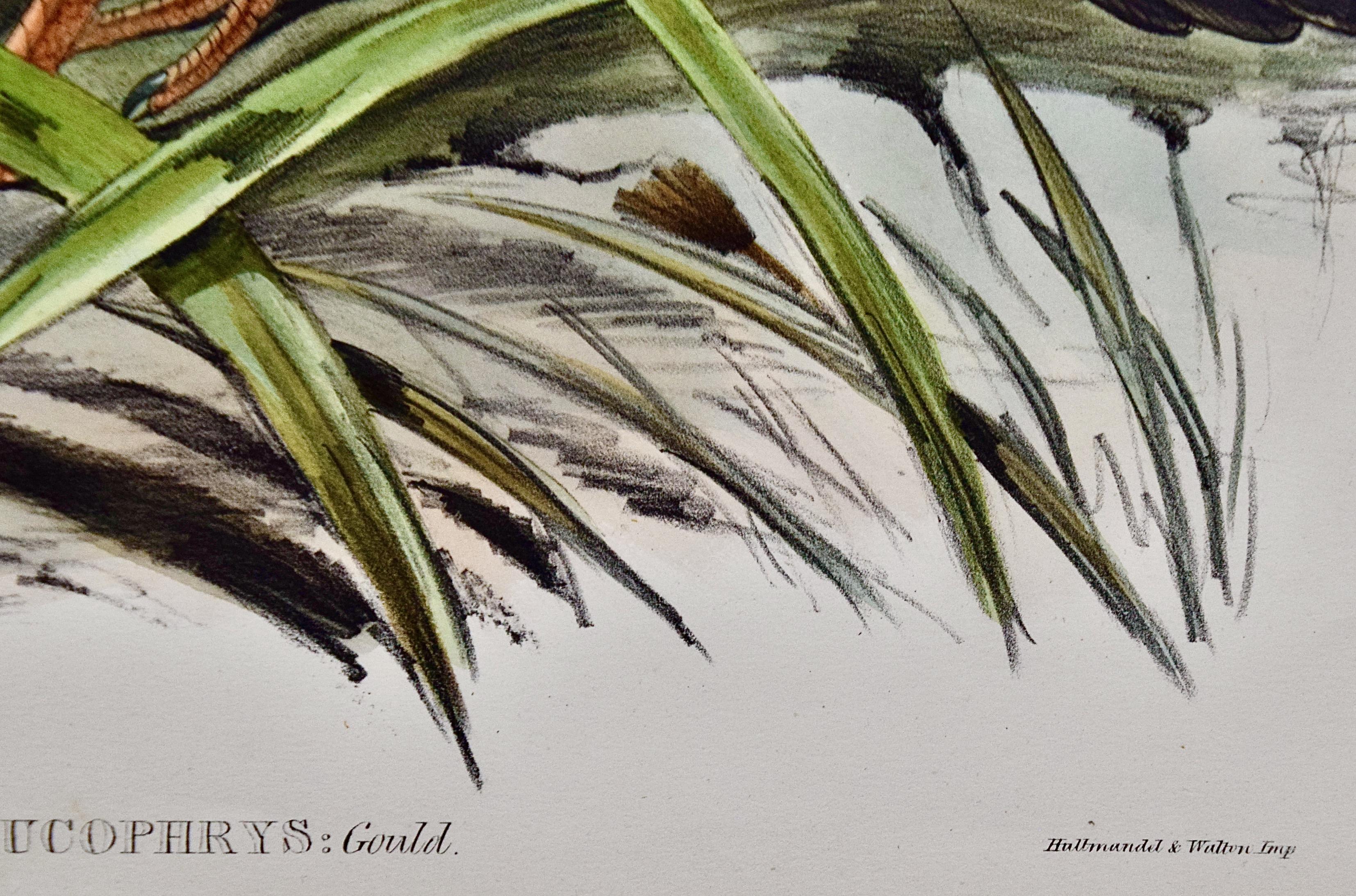 Weiße Augenbrauenhühner: Handkolorierte Vogellithographie im Folioformat von Gould  im Angebot 1