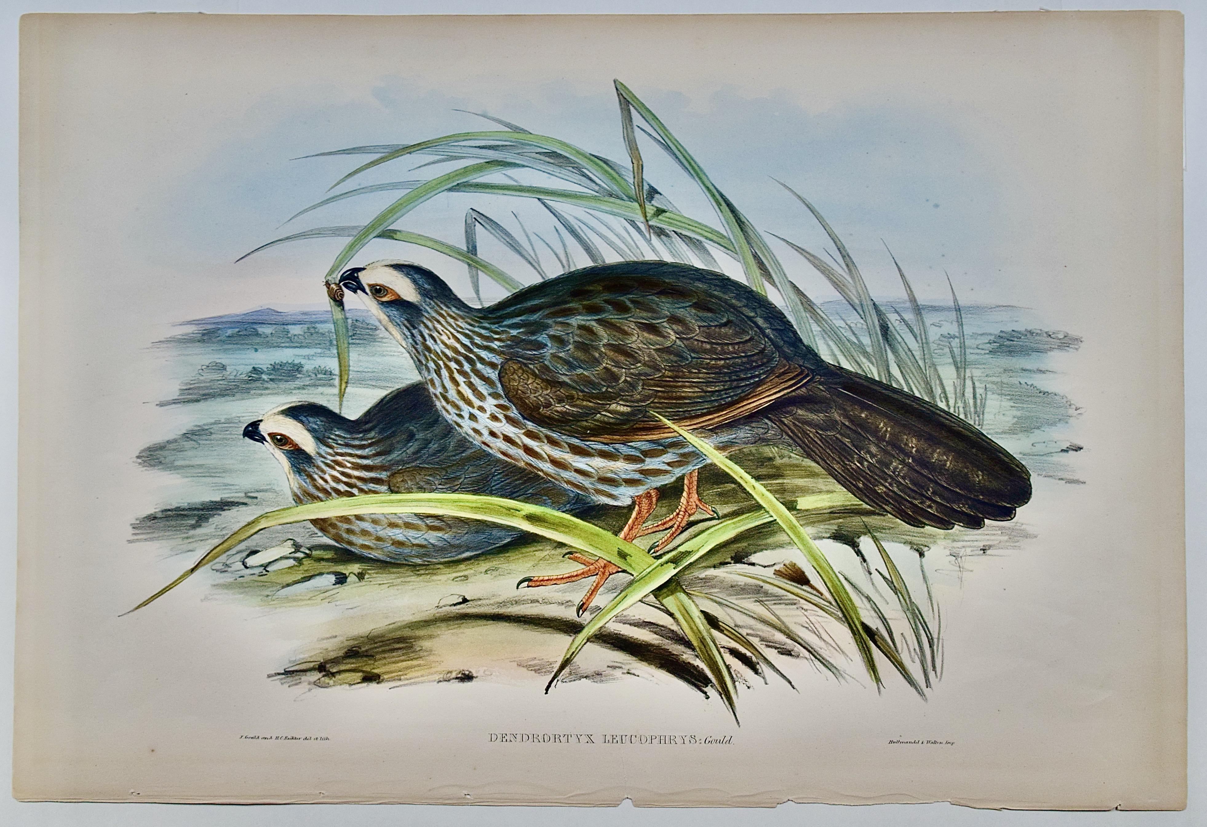 White Eye-browed Partridges: Hand-colored Folio-sized Bird Lithograph by Gould  - Gray Animal Print by John Gould