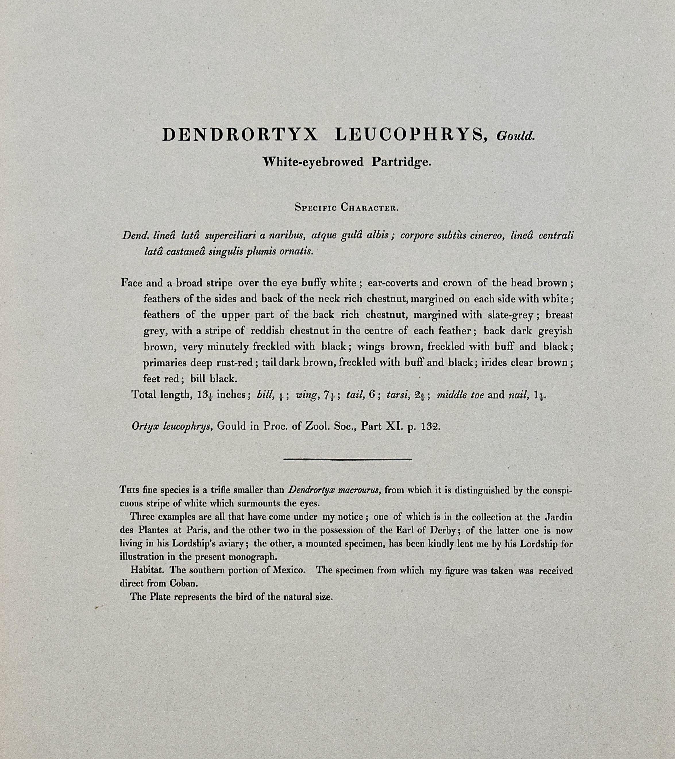Weiße Augenbrauenhühner: Handkolorierte Vogellithographie im Folioformat von Gould  im Angebot 3