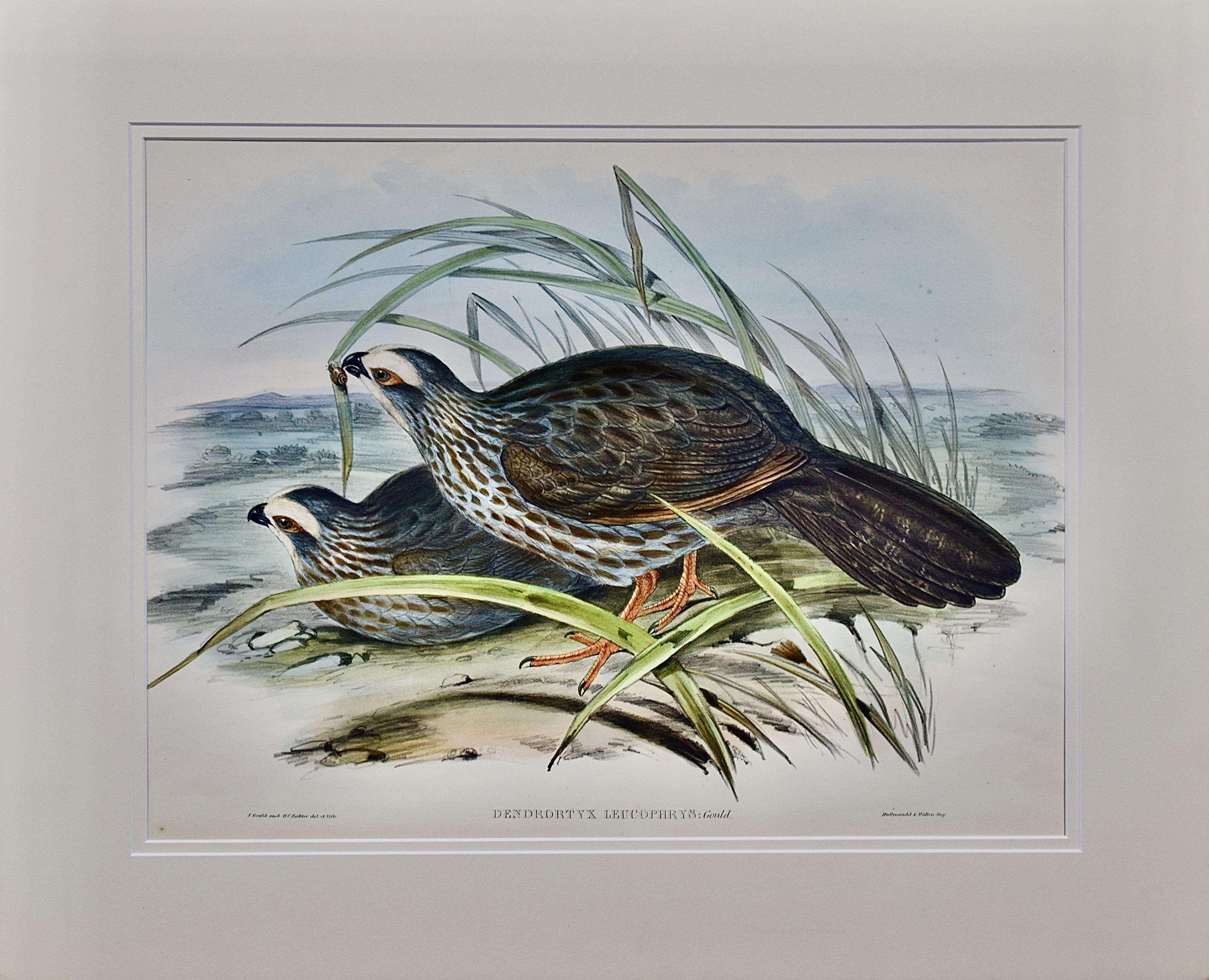 John Gould Animal Print – Weiße Augenbrauenhühner: Handkolorierte Vogellithographie im Folioformat von Gould 