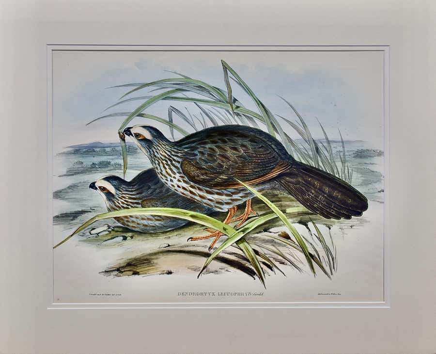 White Eye-browed Partridges: Hand-colored Folio-sized Bird Lithograph by Gould