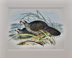 White Eye-browed Partridges: Hand-colored Folio-sized Bird Lithograph by Gould