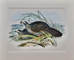 White Eye-browed Partridges: Hand-colored Folio-sized Bird Lithograph by Gould 