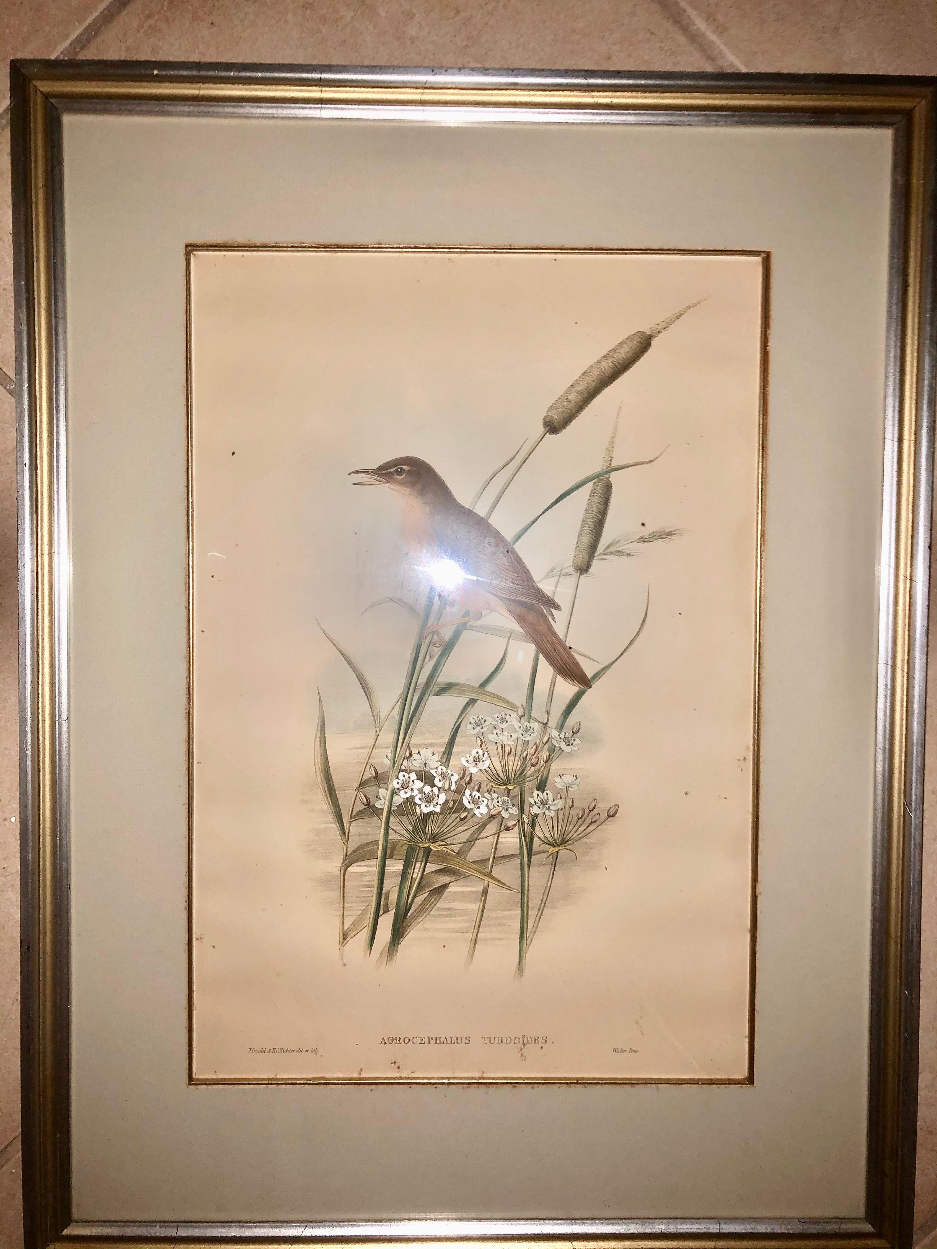 Litografía de Gould & Richter Zorzal carricero en venta 1