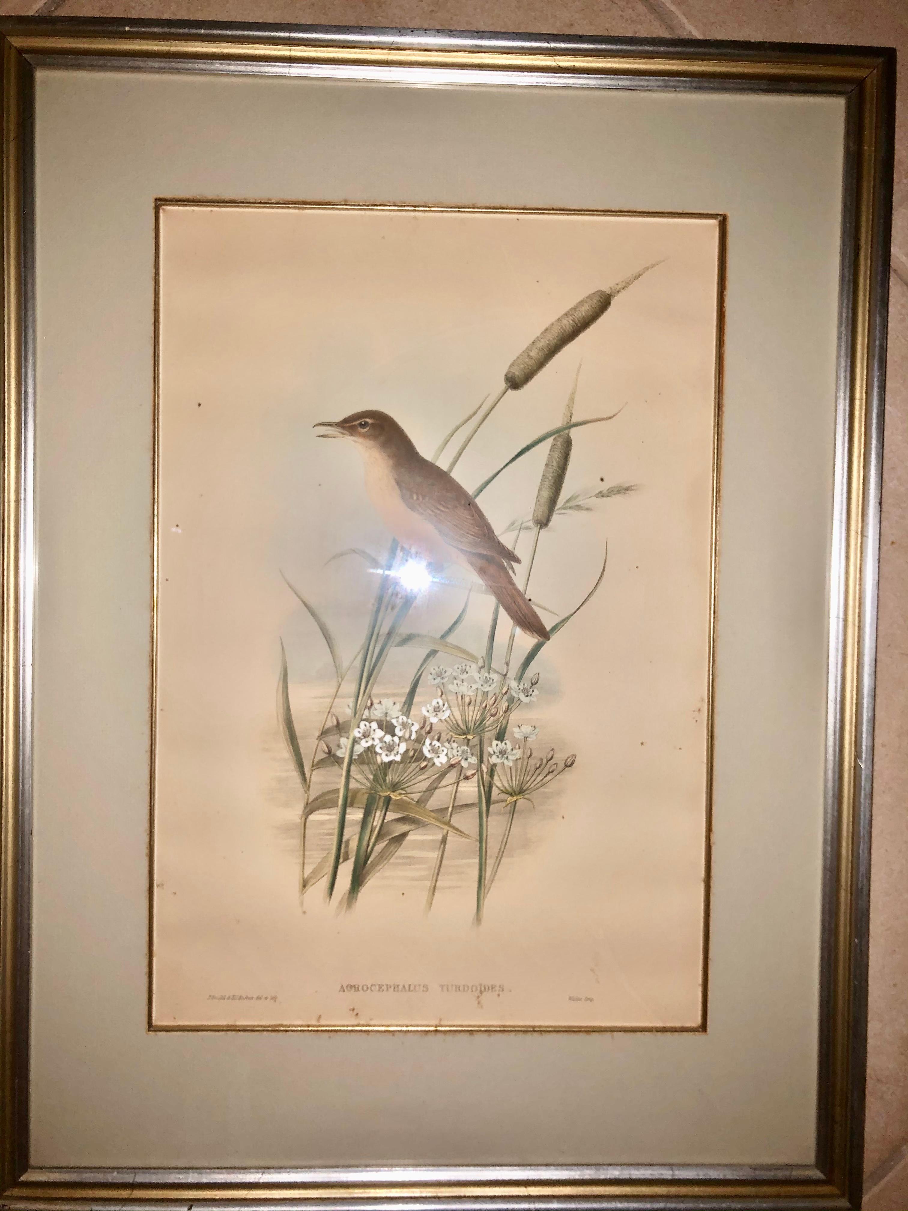Litografía de Gould & Richter Zorzal carricero en venta 2