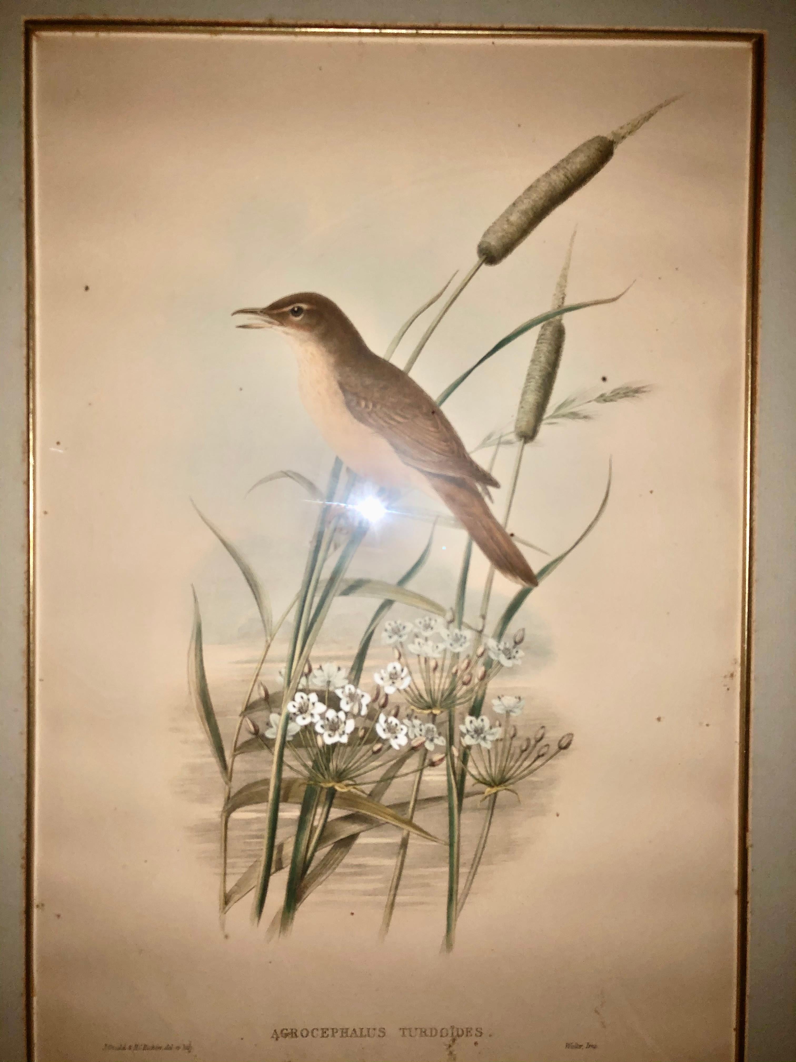 Animal Print de John Gould - Litografía de Gould & Richter Zorzal carricero