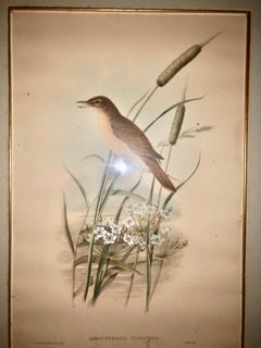Litografía de Gould & Richter Zorzal carricero