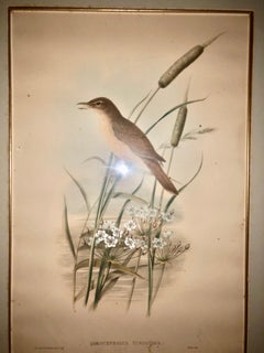 Antique Gould & Richter Thrush Warbler Lithograph