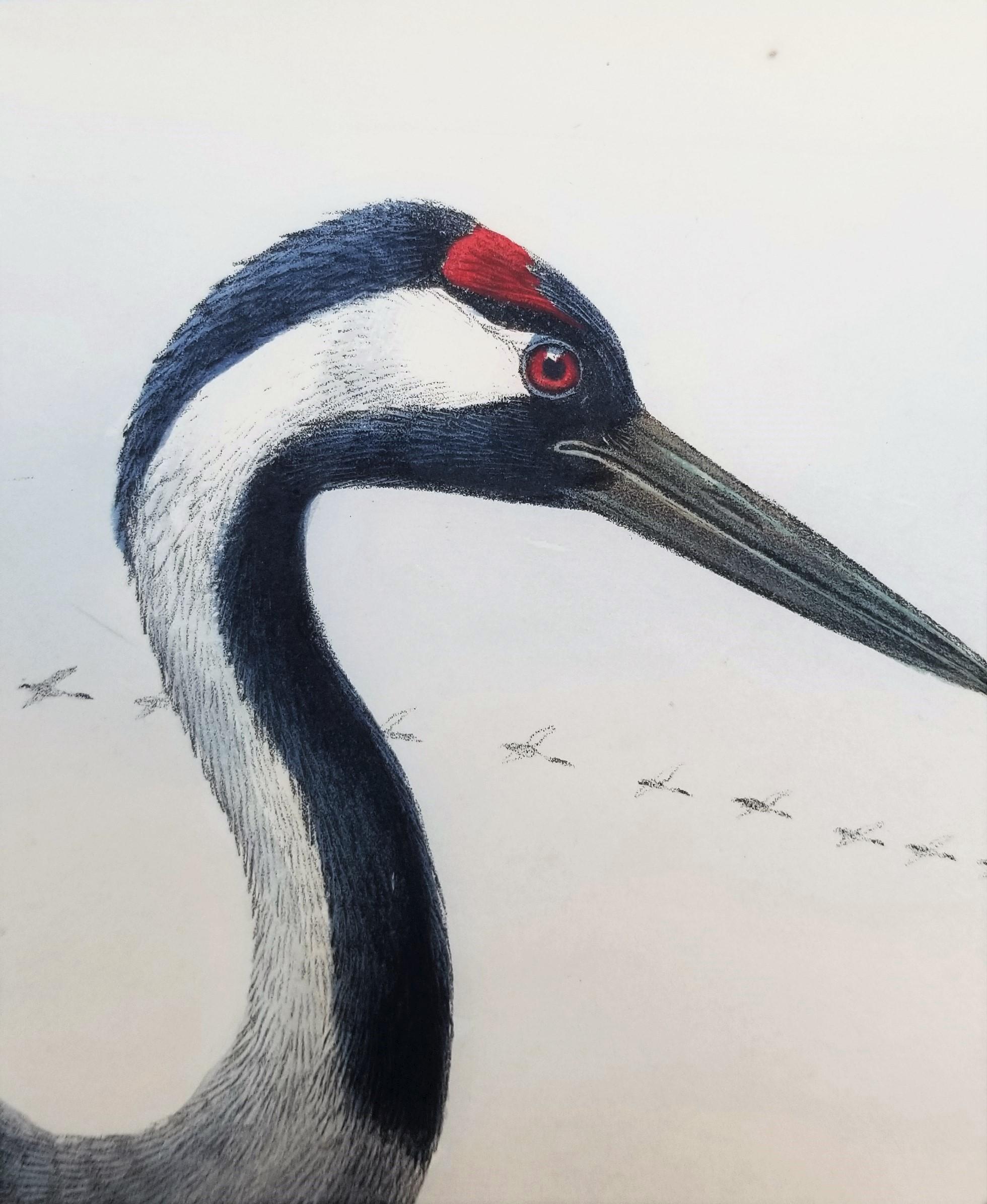 Grus Cinerea (Grulla común) /// Litografía de John Gould Ornitología Aves Animales en venta 9