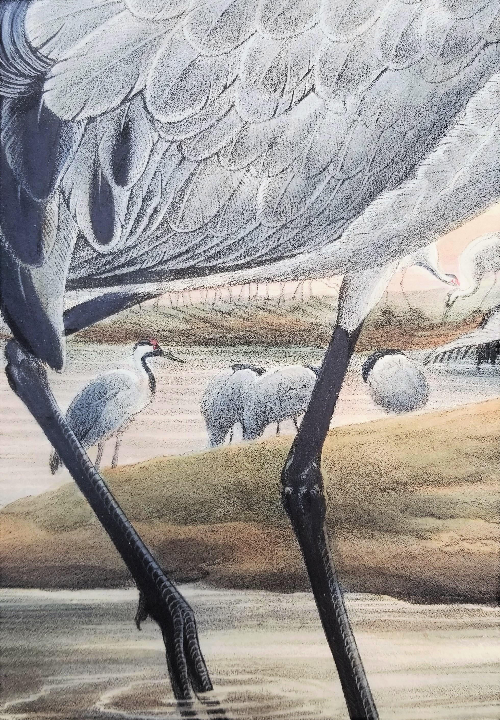 Grus Cinerea (Grulla común) /// Litografía de John Gould Ornitología Aves Animales en venta 11