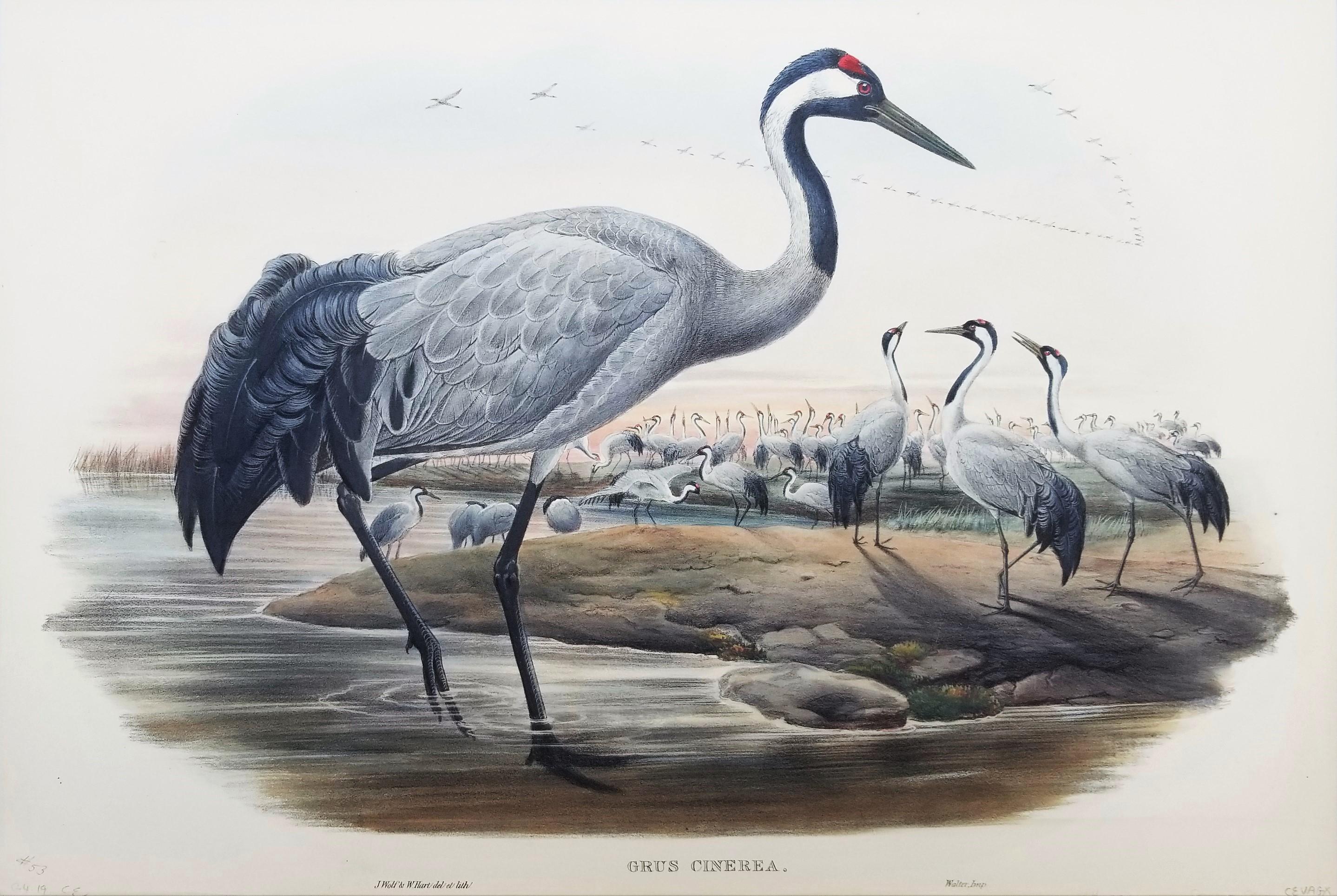 Grus Cinerea (Grulla común) /// Litografía de John Gould Ornitología Aves Animales en venta 1