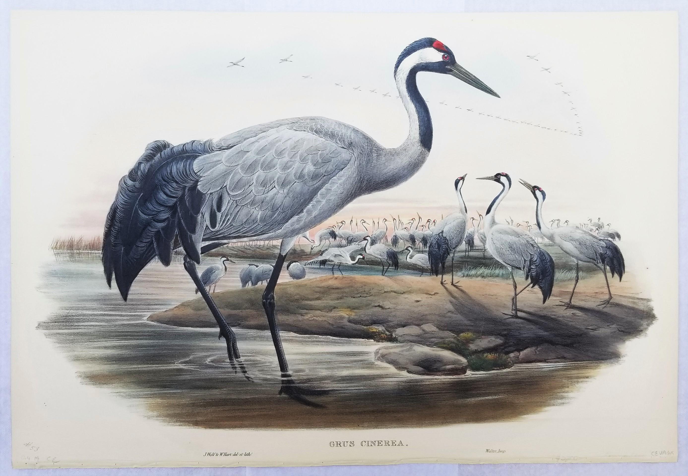 Grus Cinerea (Grulla común) /// Litografía de John Gould Ornitología Aves Animales en venta 2