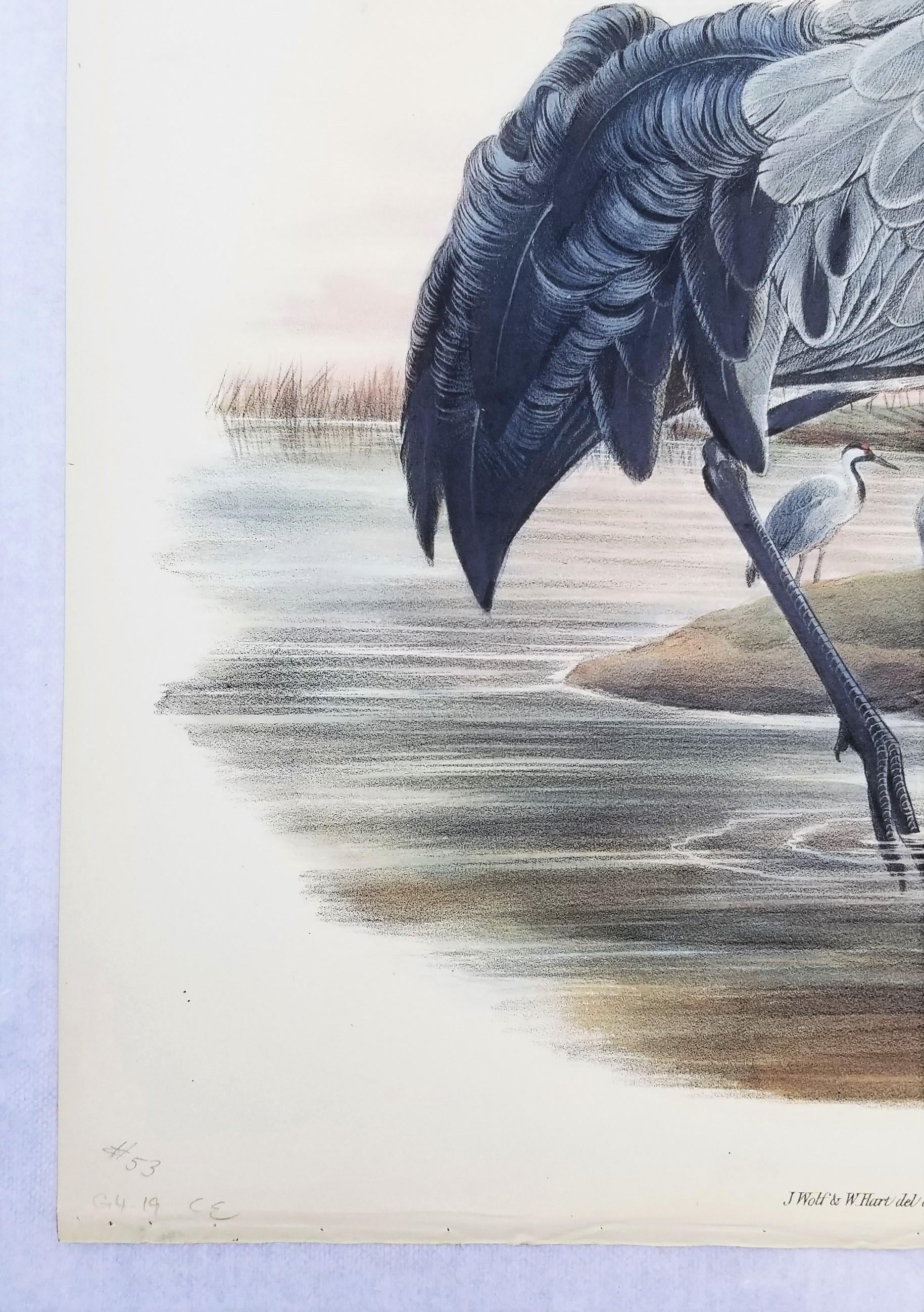 Grus Cinerea (Grulla común) /// Litografía de John Gould Ornitología Aves Animales en venta 3