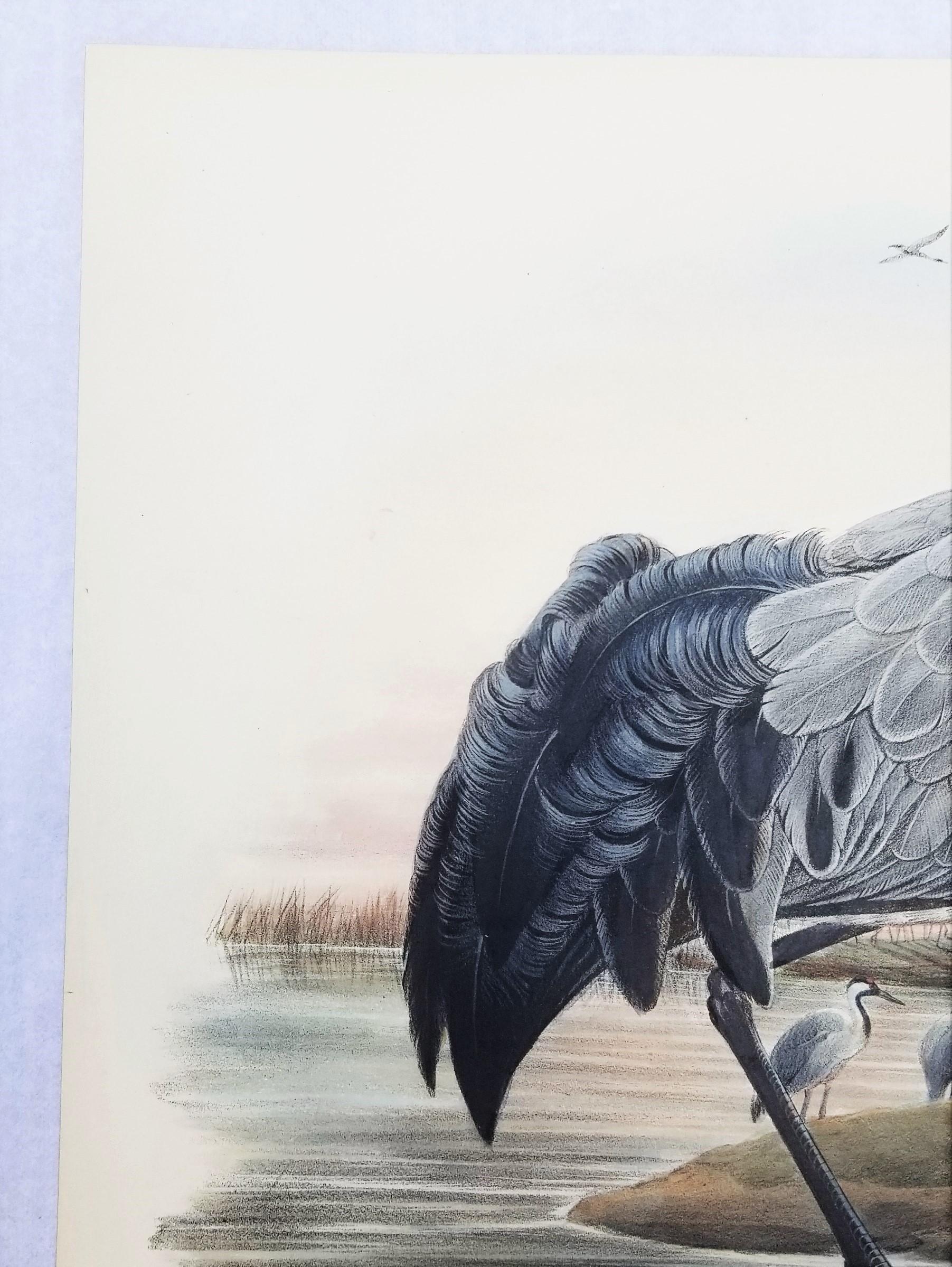 Grus Cinerea (Grulla común) /// Litografía de John Gould Ornitología Aves Animales en venta 4