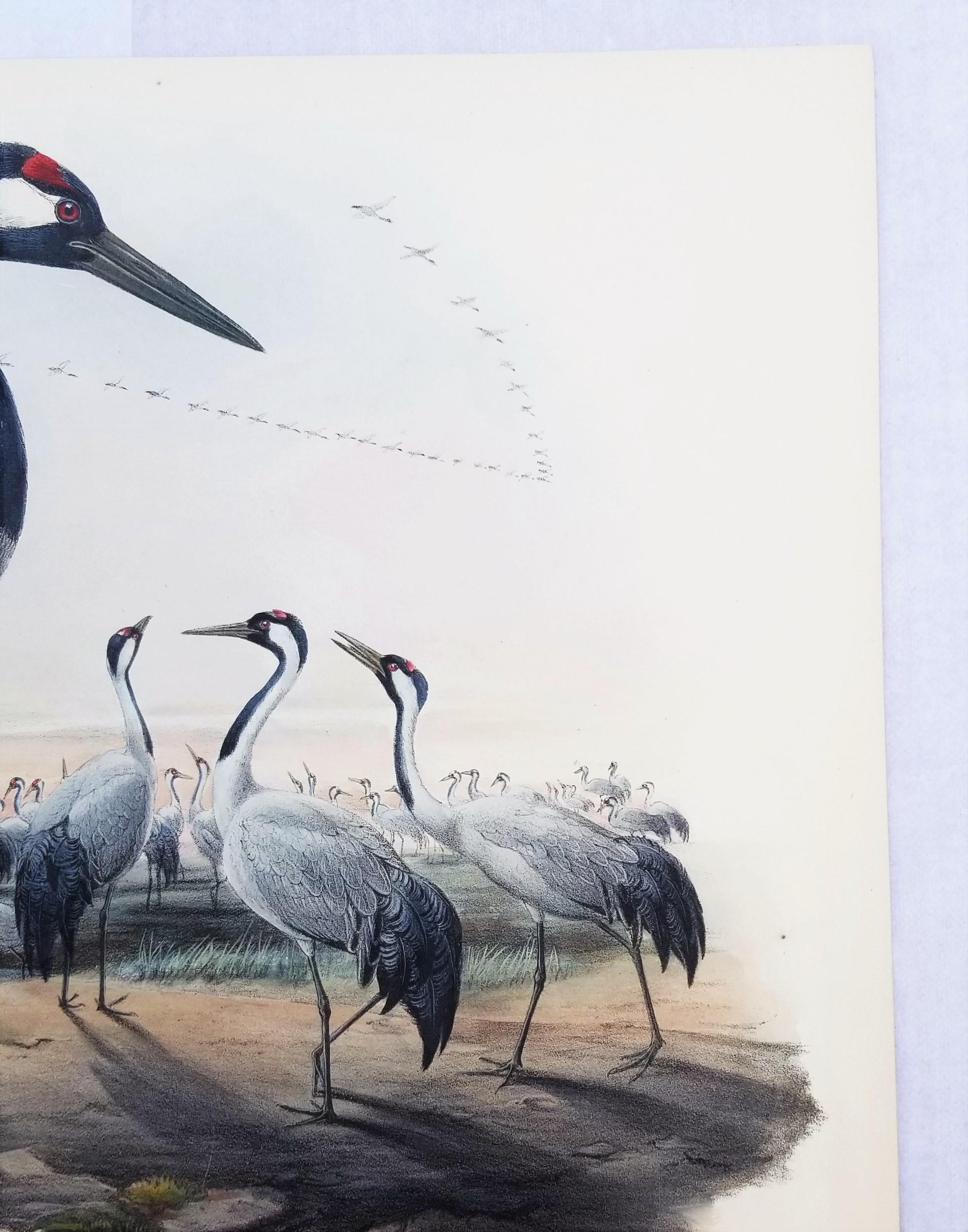 Grus Cinerea (Grulla común) /// Litografía de John Gould Ornitología Aves Animales en venta 5