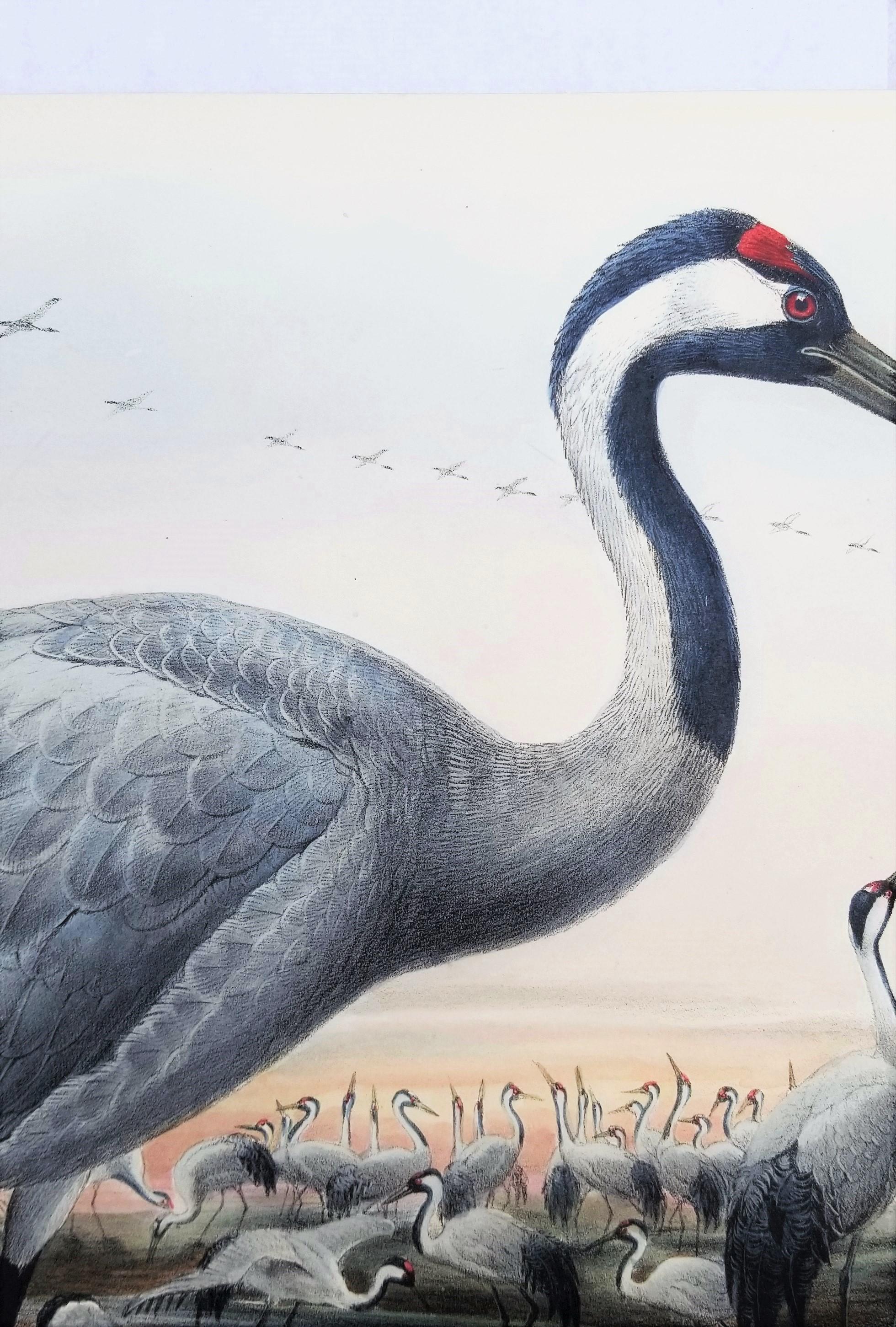 Grus Cinerea (Grulla común) /// Litografía de John Gould Ornitología Aves Animales en venta 7