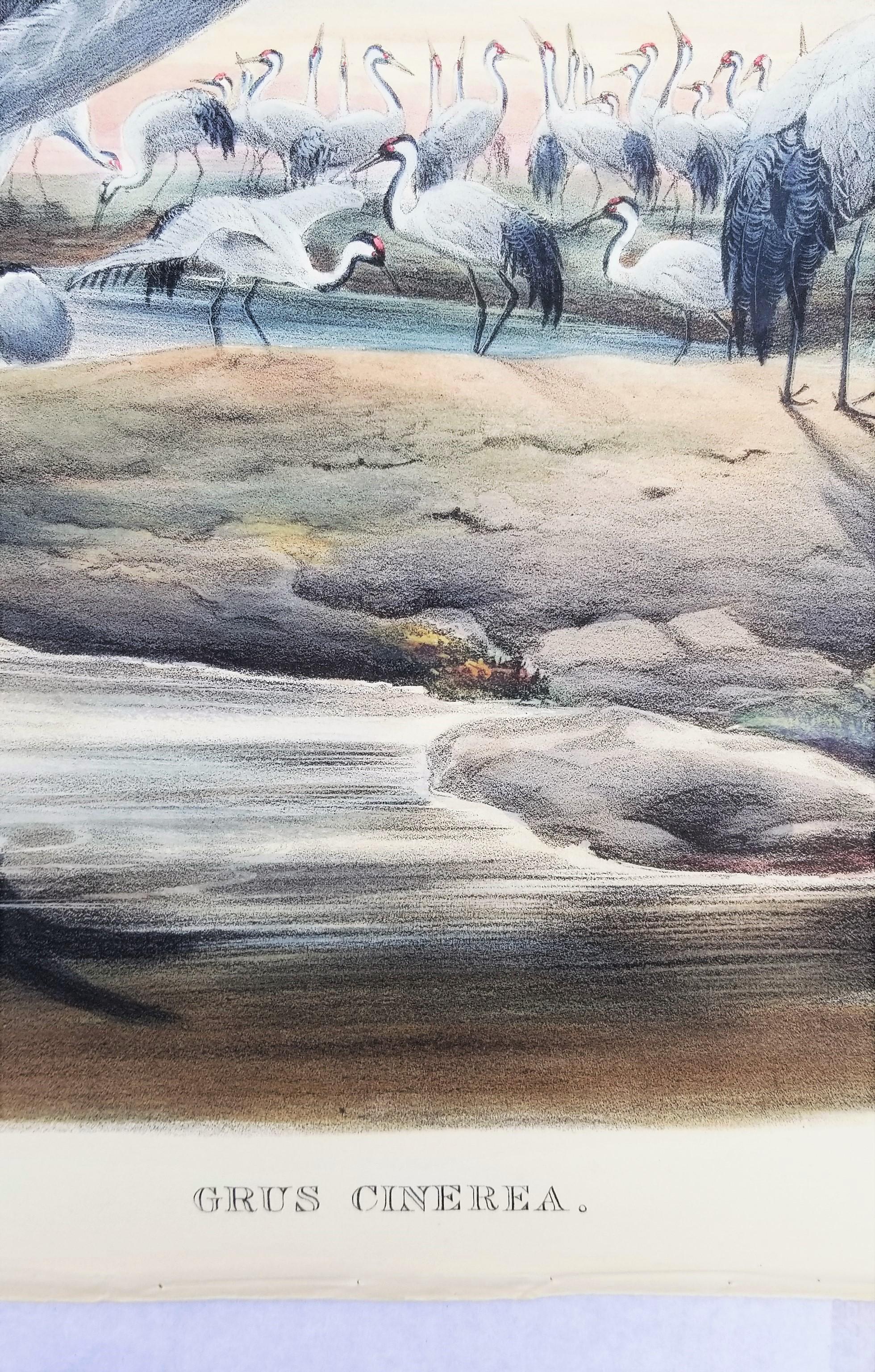 Grus Cinerea (Grulla común) /// Litografía de John Gould Ornitología Aves Animales en venta 8