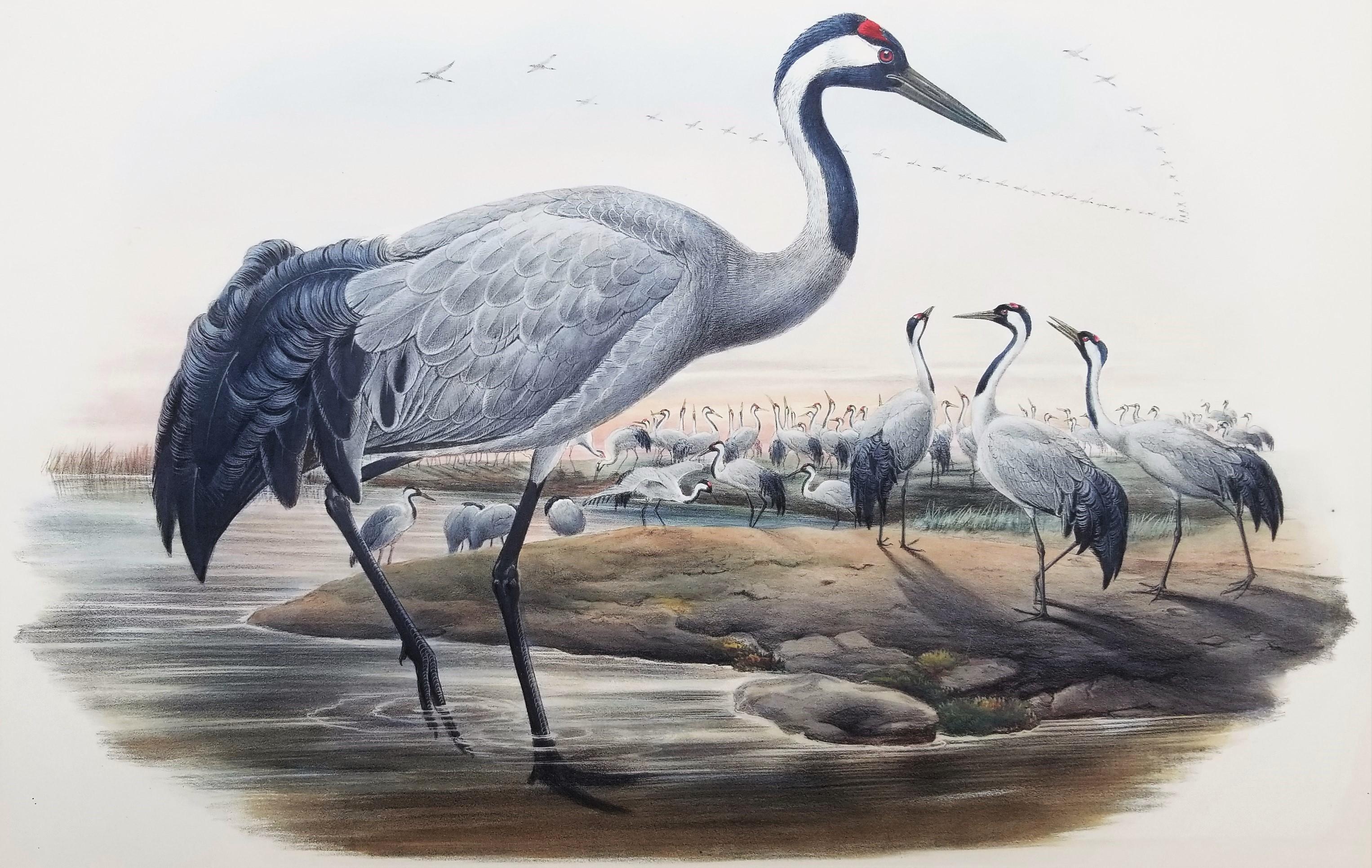 Grus Cinerea (Grulla común) /// Litografía de John Gould Ornitología Aves Animales