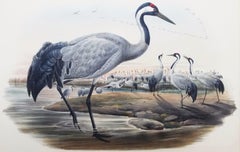 Grus Cinerea (Common Crane) /// John Gould Ornithology Bird Animal Lithograph