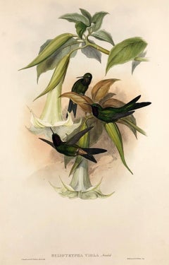 Antique Heliotrypha Viola