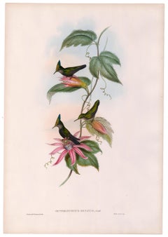 Hummingbird Lithograph