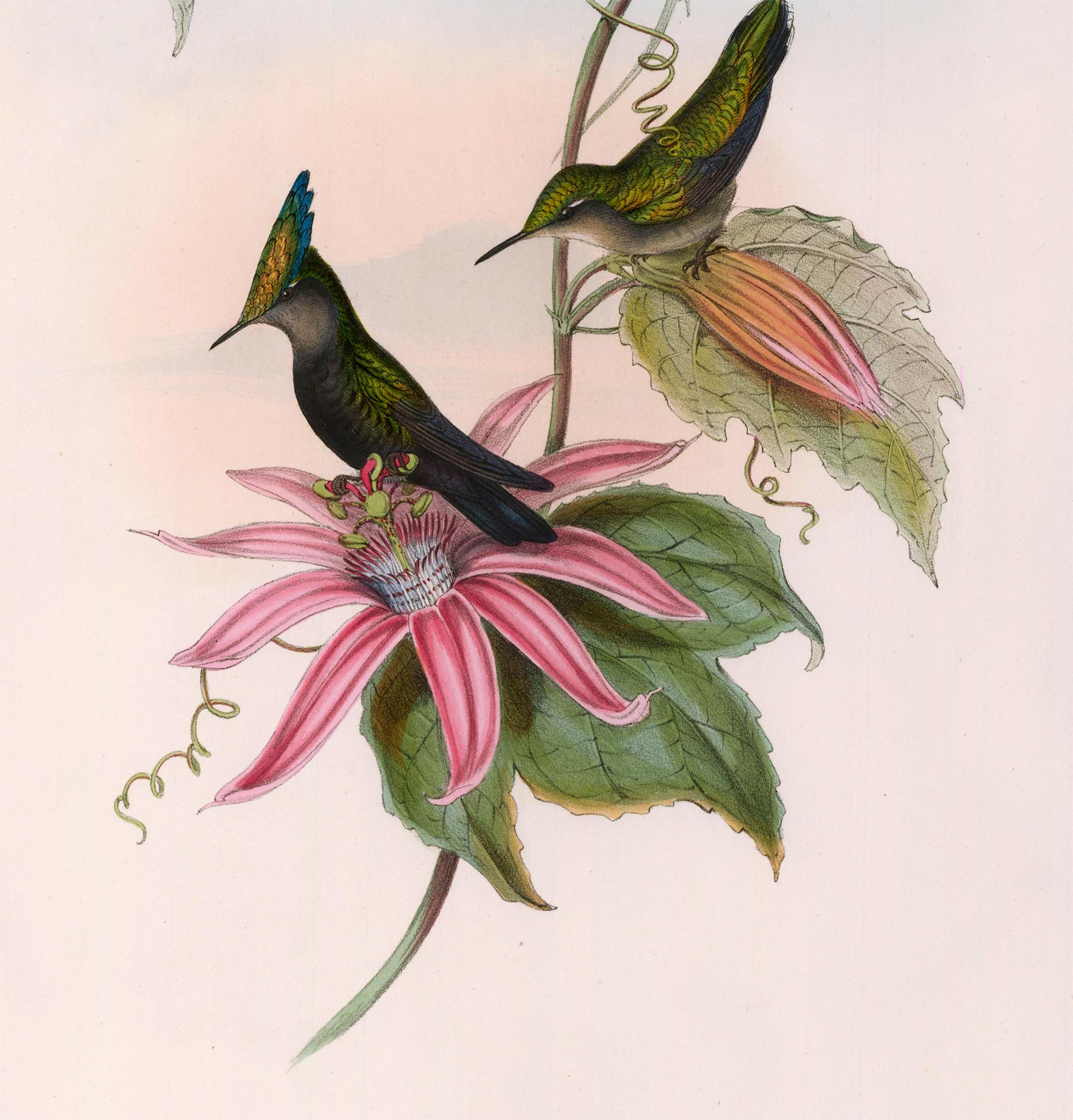 john gould lithographs for sale