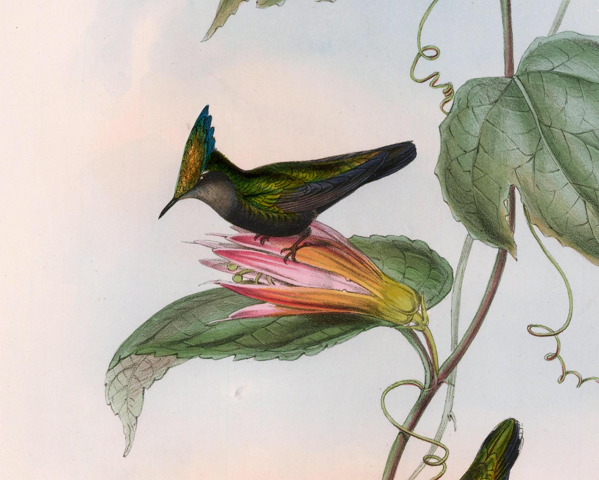 gould hummingbird prints value