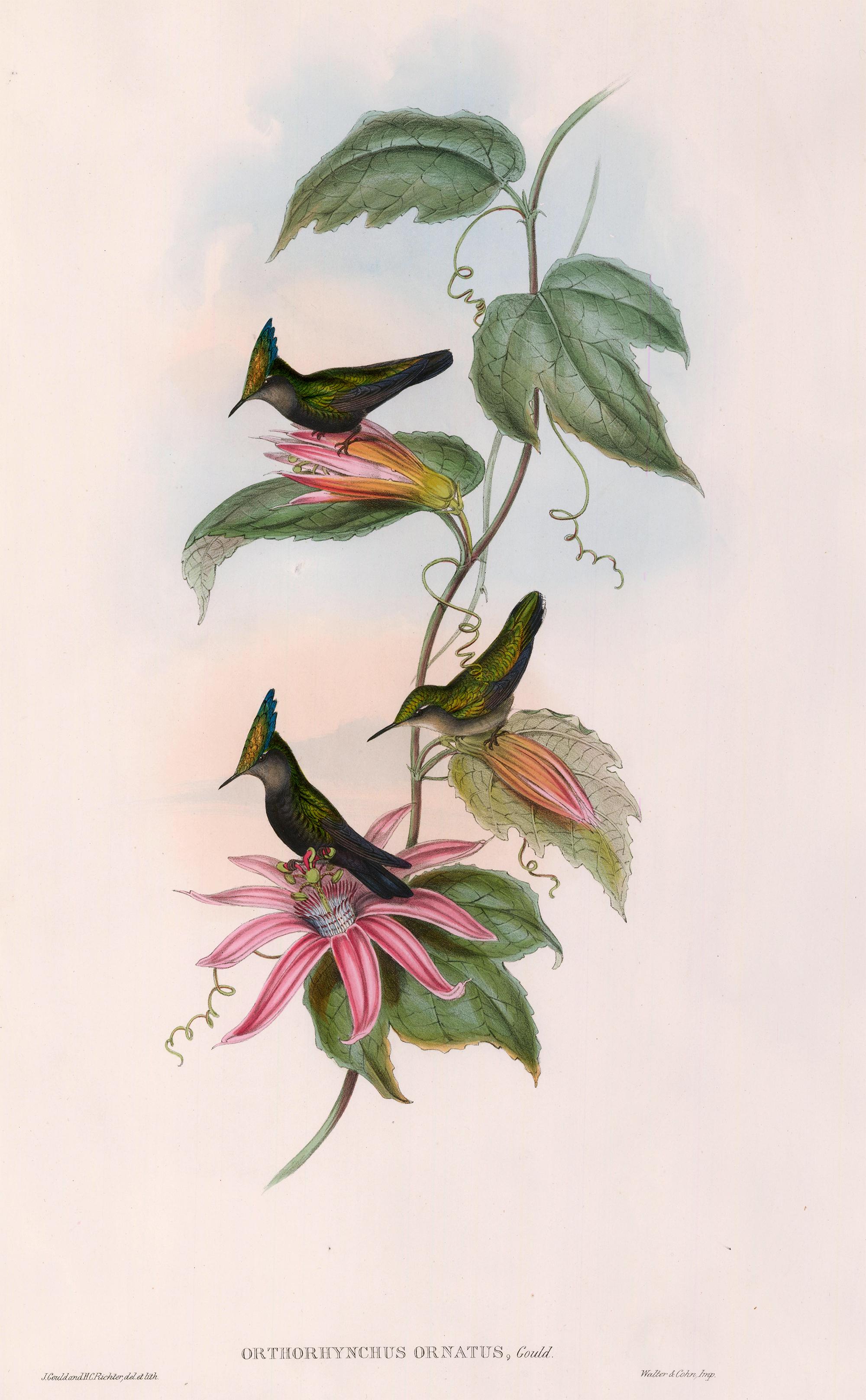 John Gould Animal Print - Hummingbird Lithograph