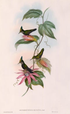 Hummingbird Lithograph