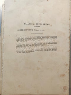 John Gould - Afghan Tit  from 'The Birds of Asia'  C. 1850