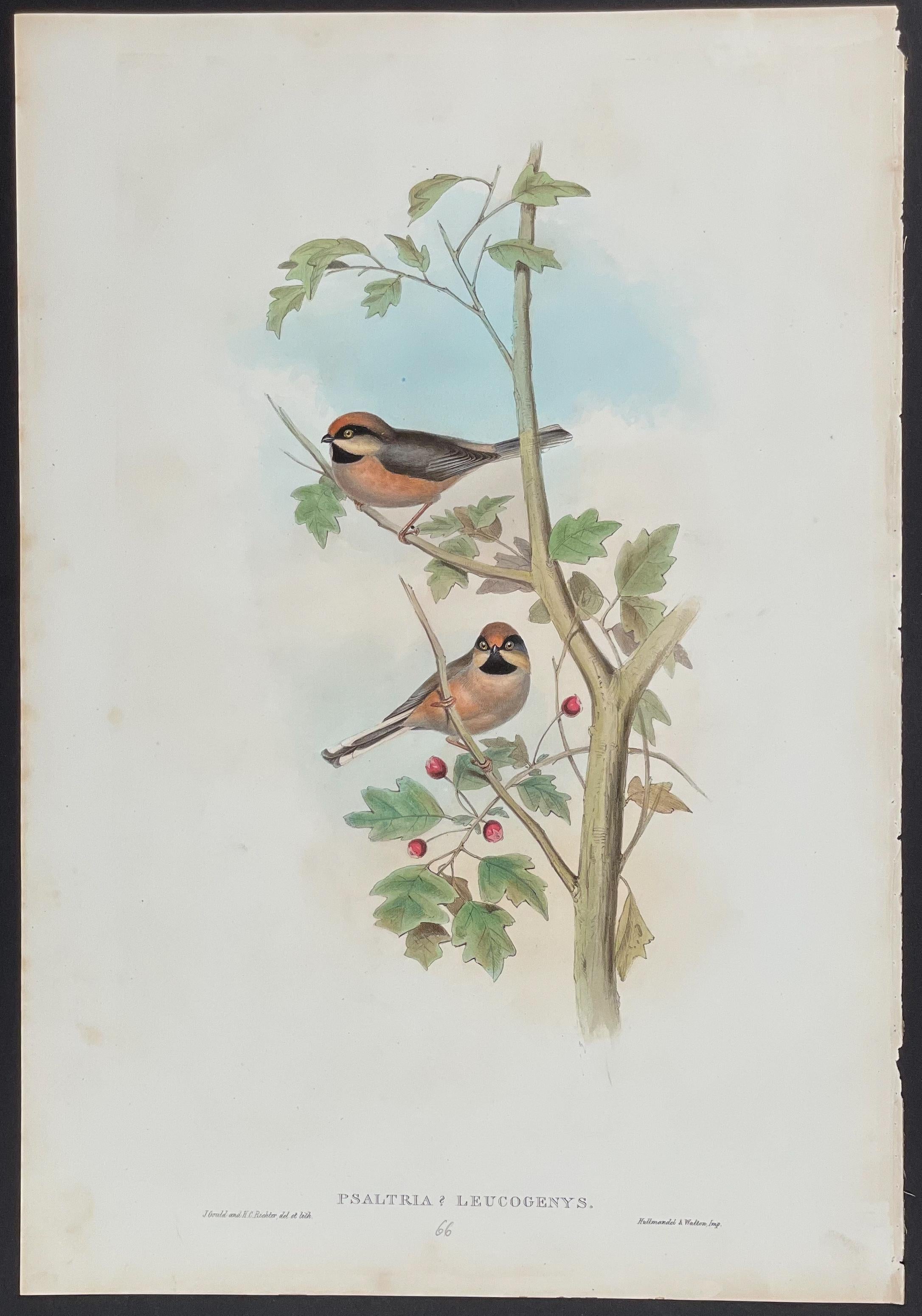 diamond gould bird