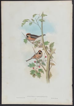 John Gould - Afghan Tit  from 'The Birds of Asia'  C. 1850