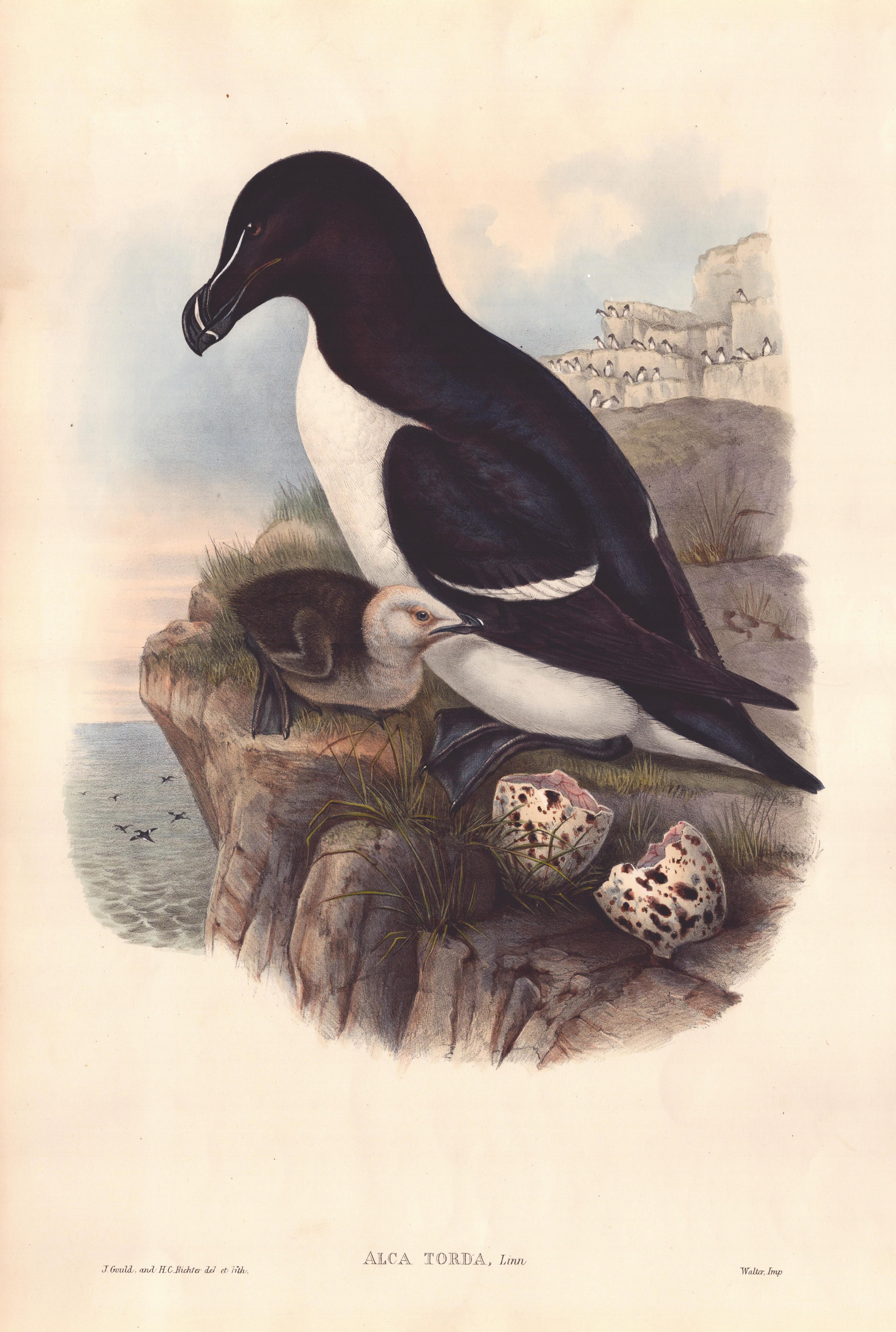 John Gould - Alca Torda - Razorbill d'« Birds Europe »  C. 1832 en vente 1