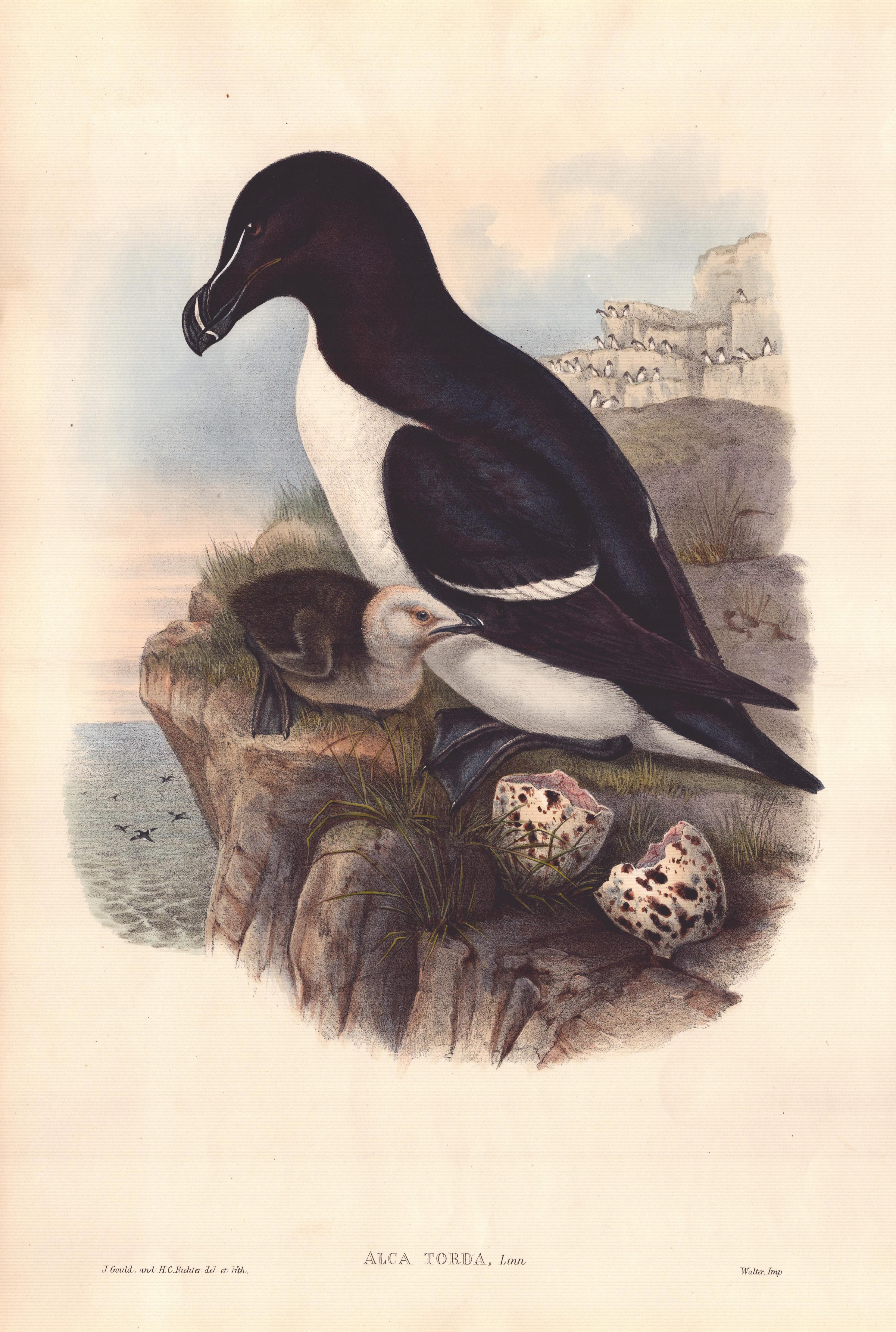 razorbill bird