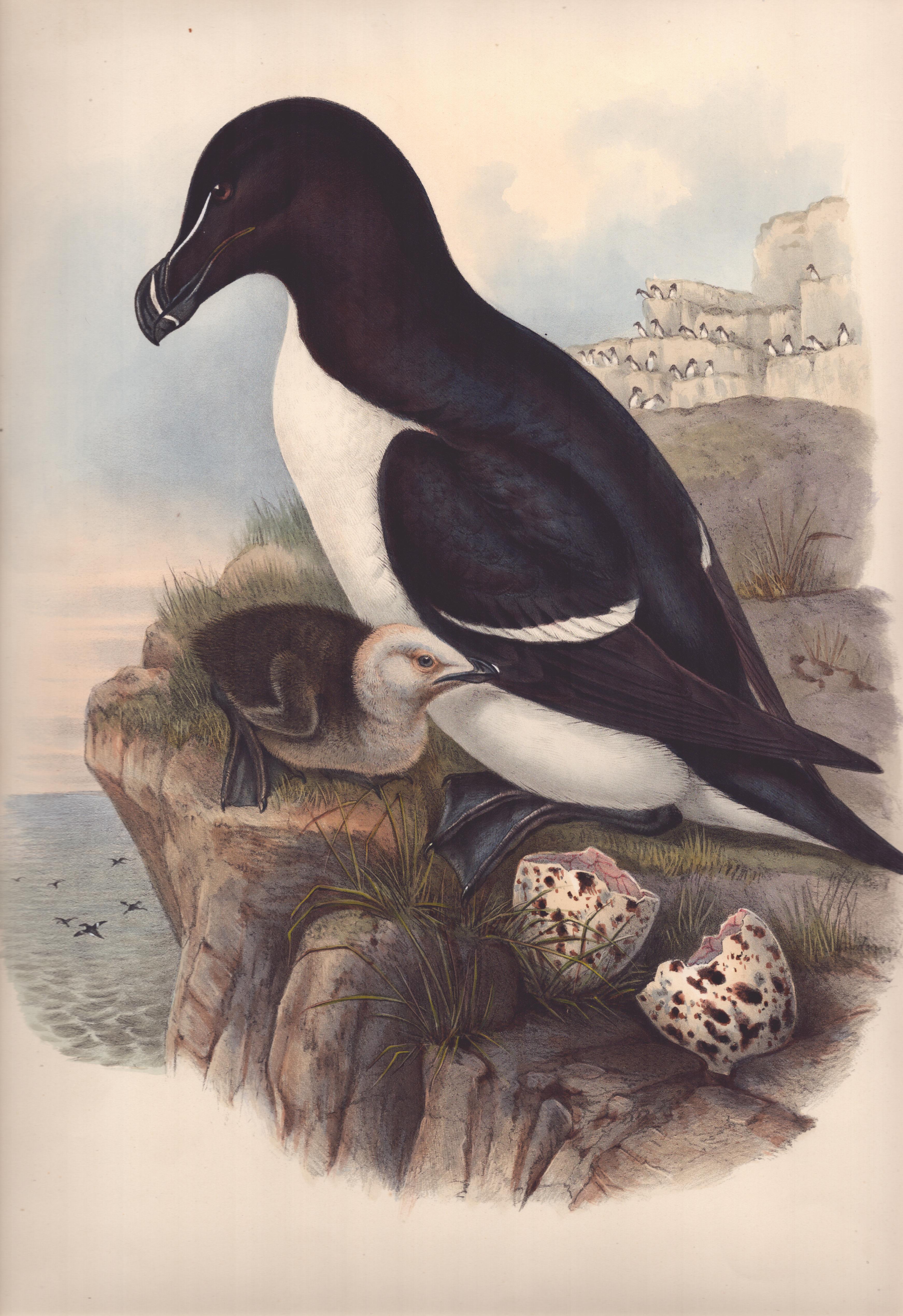 Alca Torda (Razorbill)  - Lithographie de John Gould avec coloration à la main
taille 54 cm X 36 cm
Bon état

Cette remarquable lithographie d'ornithologie aux couleurs finies à la main est tirée du très estimé ouvrage de John Gould intitulé "Birds