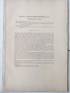 John Gould - Chestnut-bellied Nuthatch from 'The Birds of Asia'  c.1850