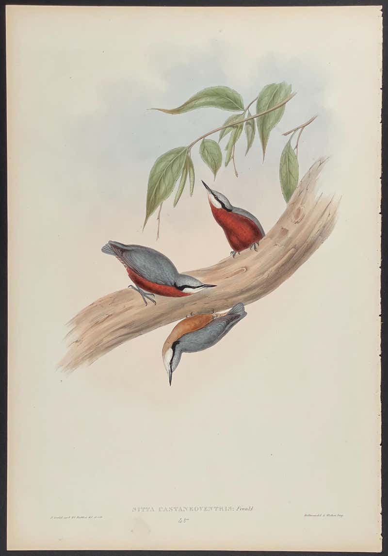 John James Audubon "Northern Hare, " Original Color Lithograph by