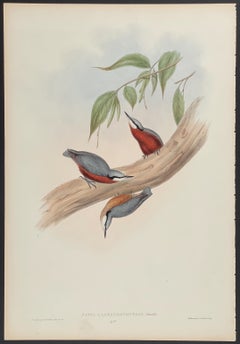 John Gould - Chestnut-bellied Nuthatch from 'The Birds of Asia'  c.1850