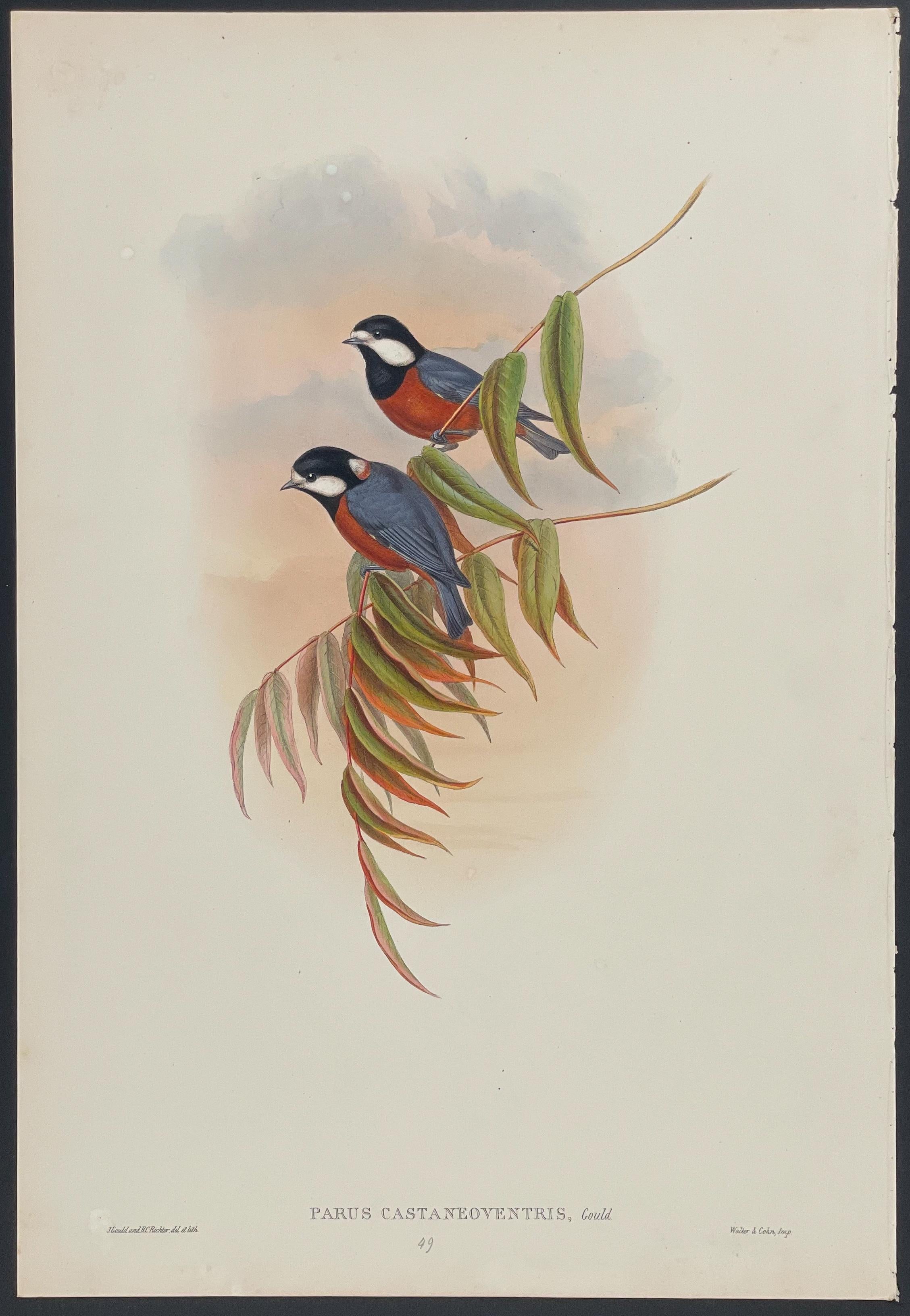 john gould prints