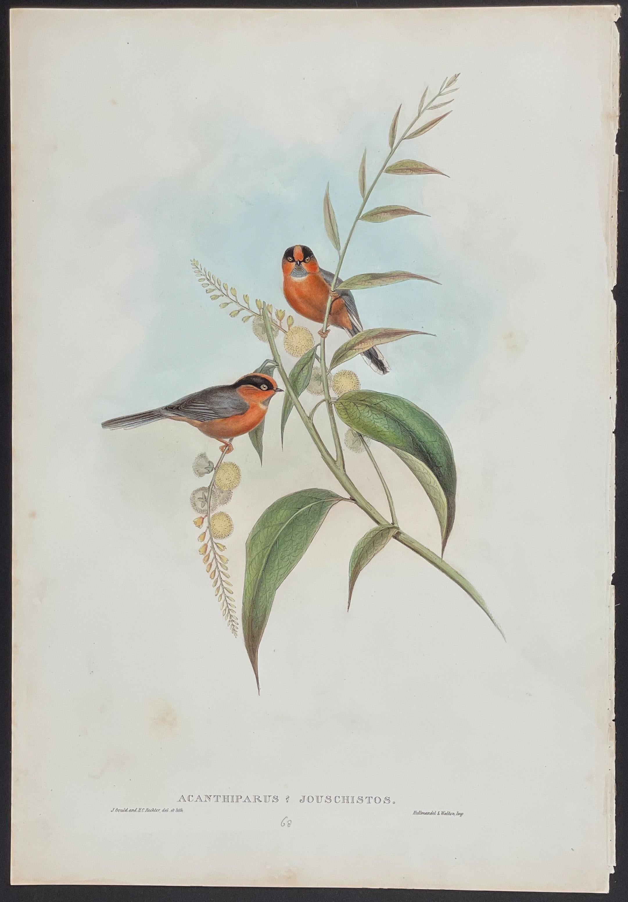 John Gould - T-shirt à franges en châtaignier  The Birds of Asia (Les oiseaux d'Asie)  C. 1850