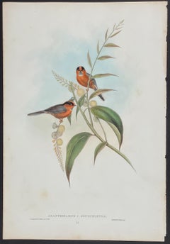 John Gould - Chestnut-breasted Tit  from 'The Birds of Asia'  C. 1850