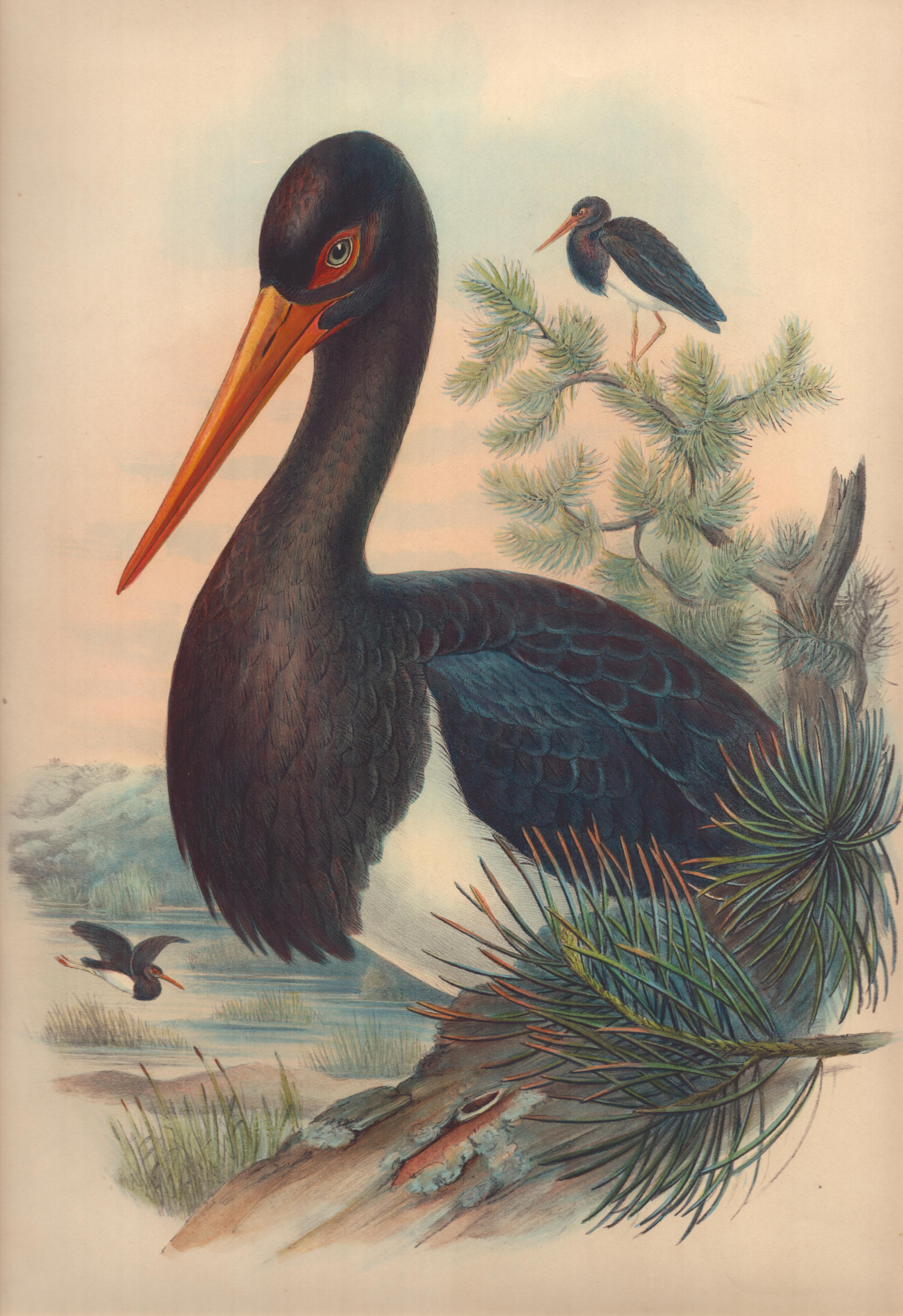 Ciconia Nigra  - Lithographie de John Gould avec coloration à la main
taille 54 cm X 36 cm
Cette remarquable lithographie d'ornithologie aux couleurs finies à la main est tirée du très estimé ouvrage de John Gould intitulé "Birds of Great Britain",